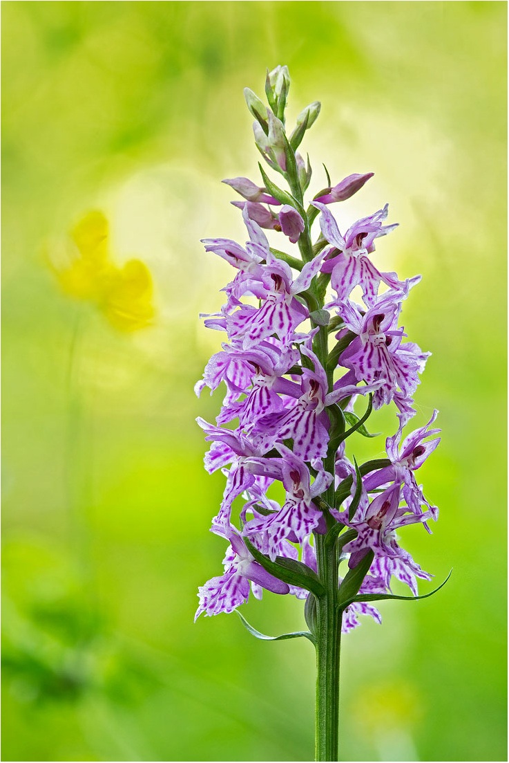 dactylorhiza maculata