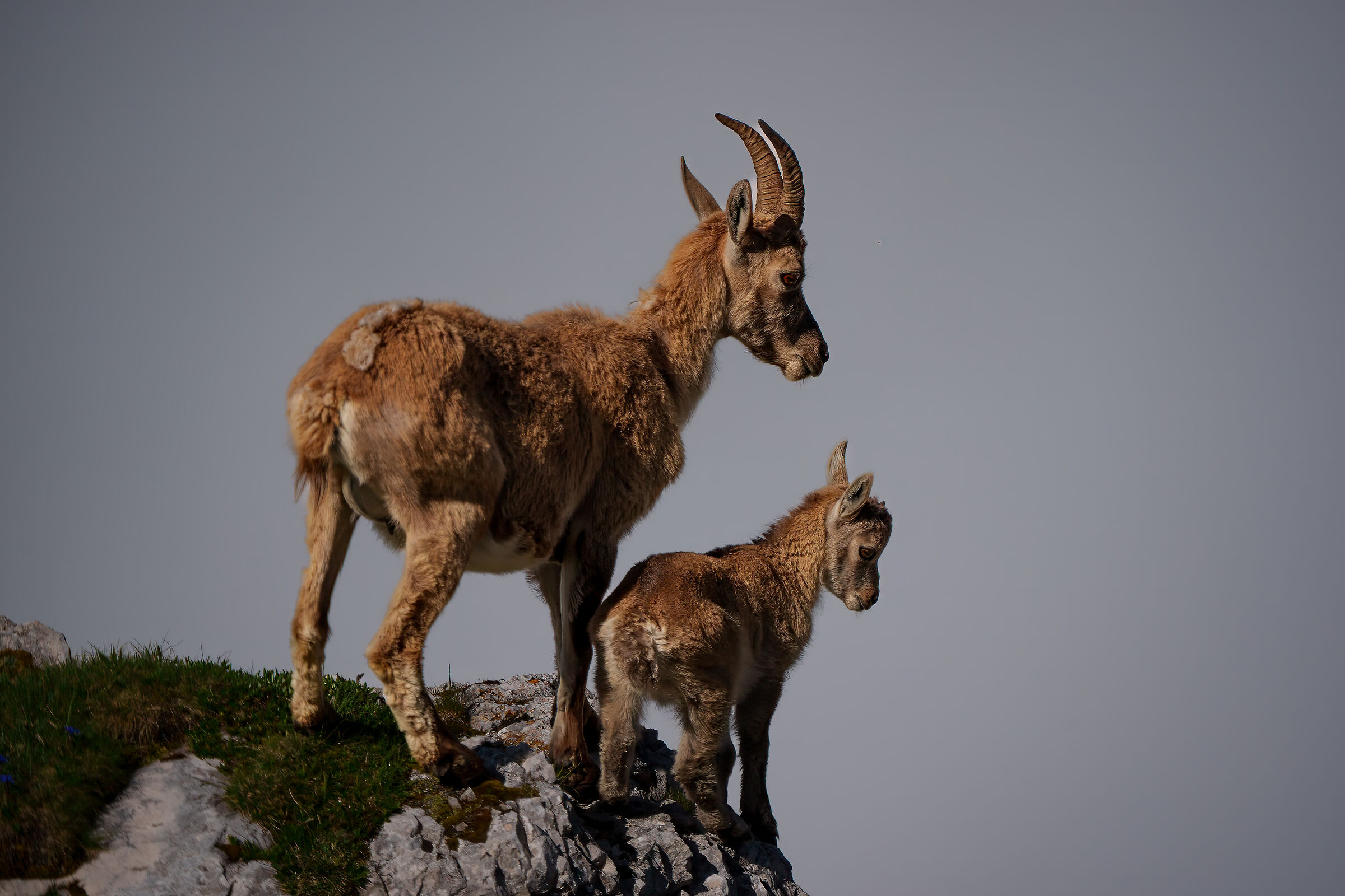 Ibex , mom and baby