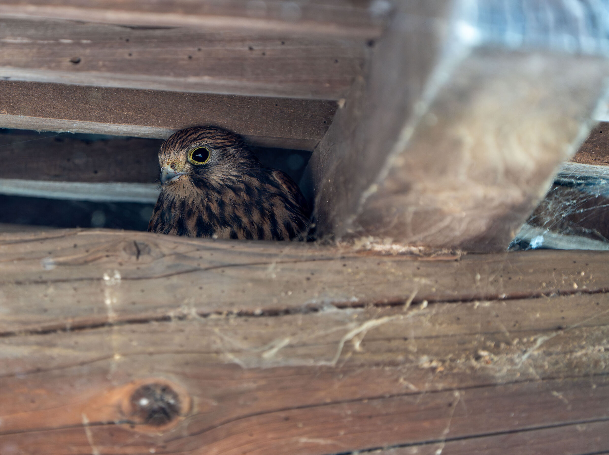 Under the porch of the farmhouse