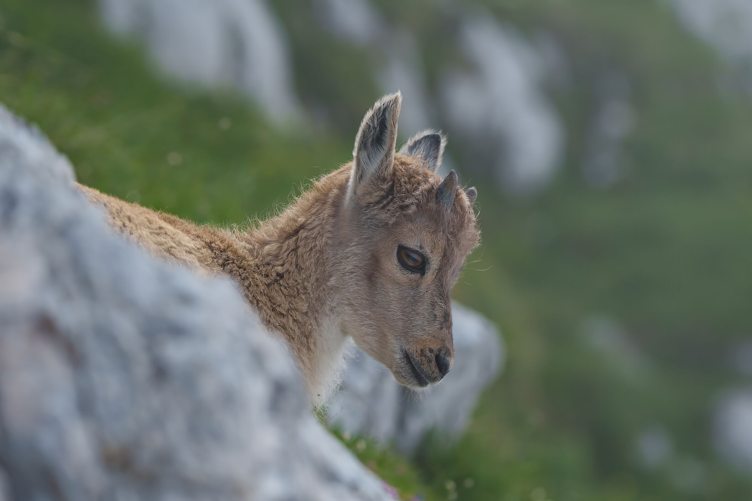 Ibex