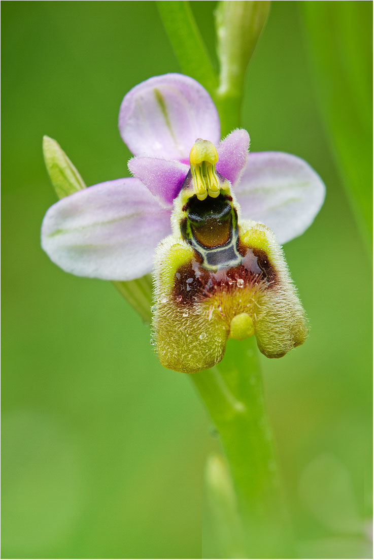 ophrys tenthredinifera