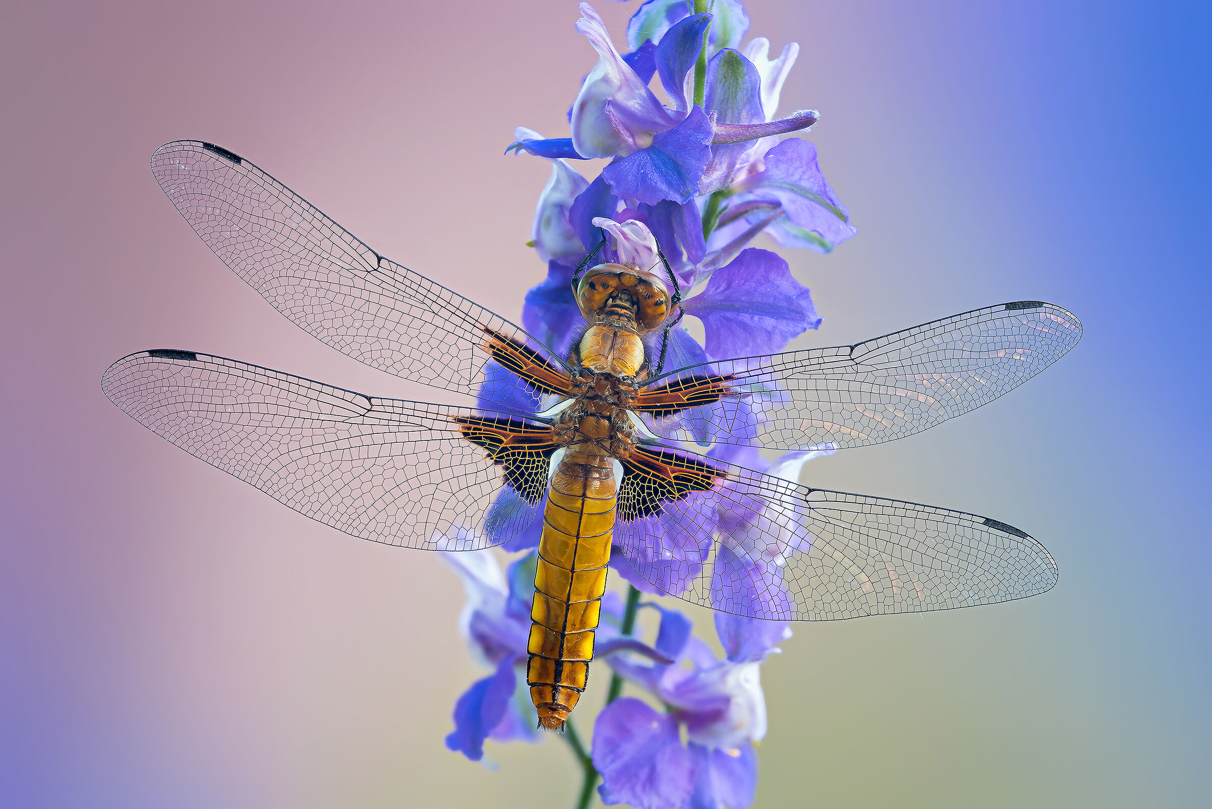 Linear beauty