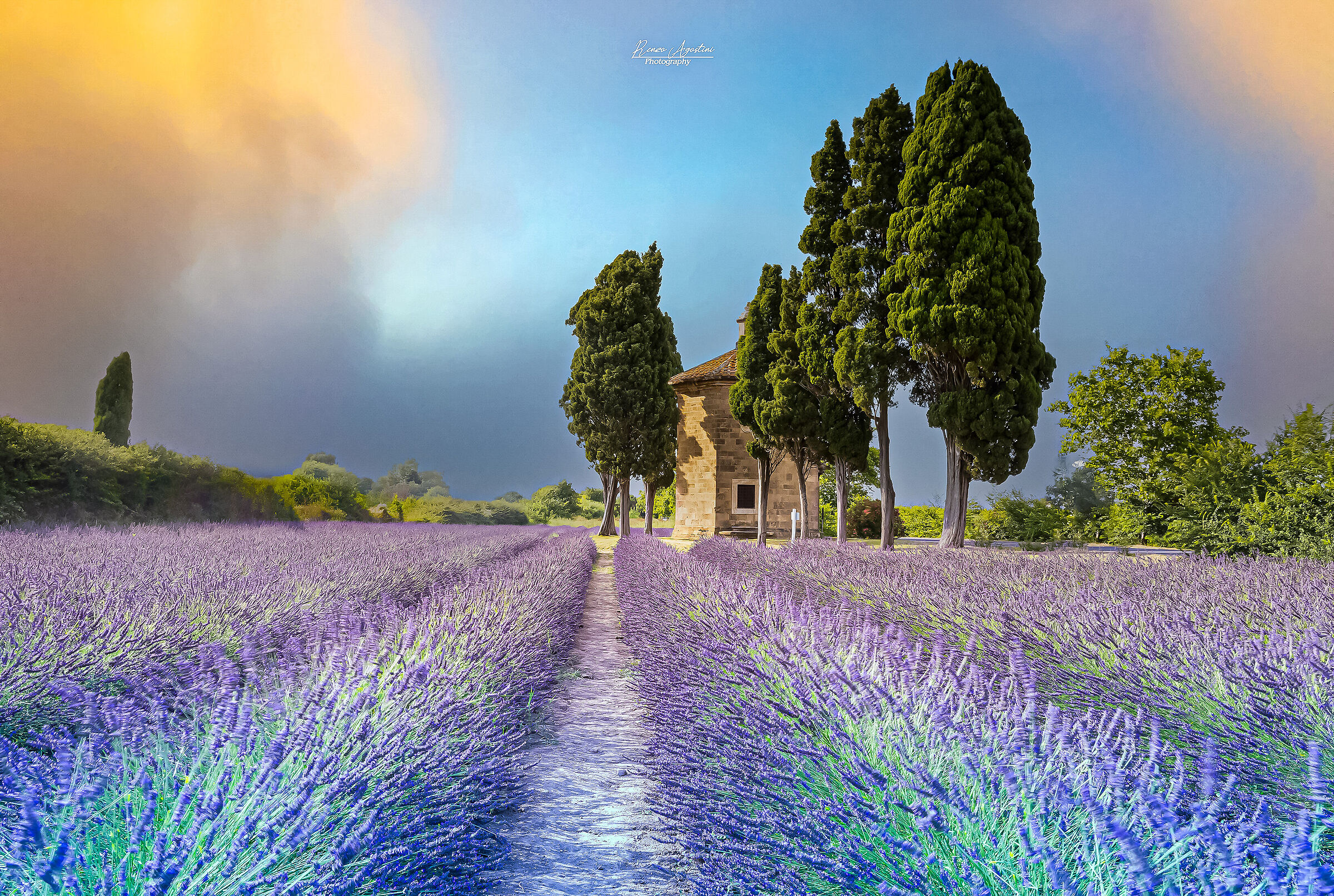 La lavanda di Bolgheri.