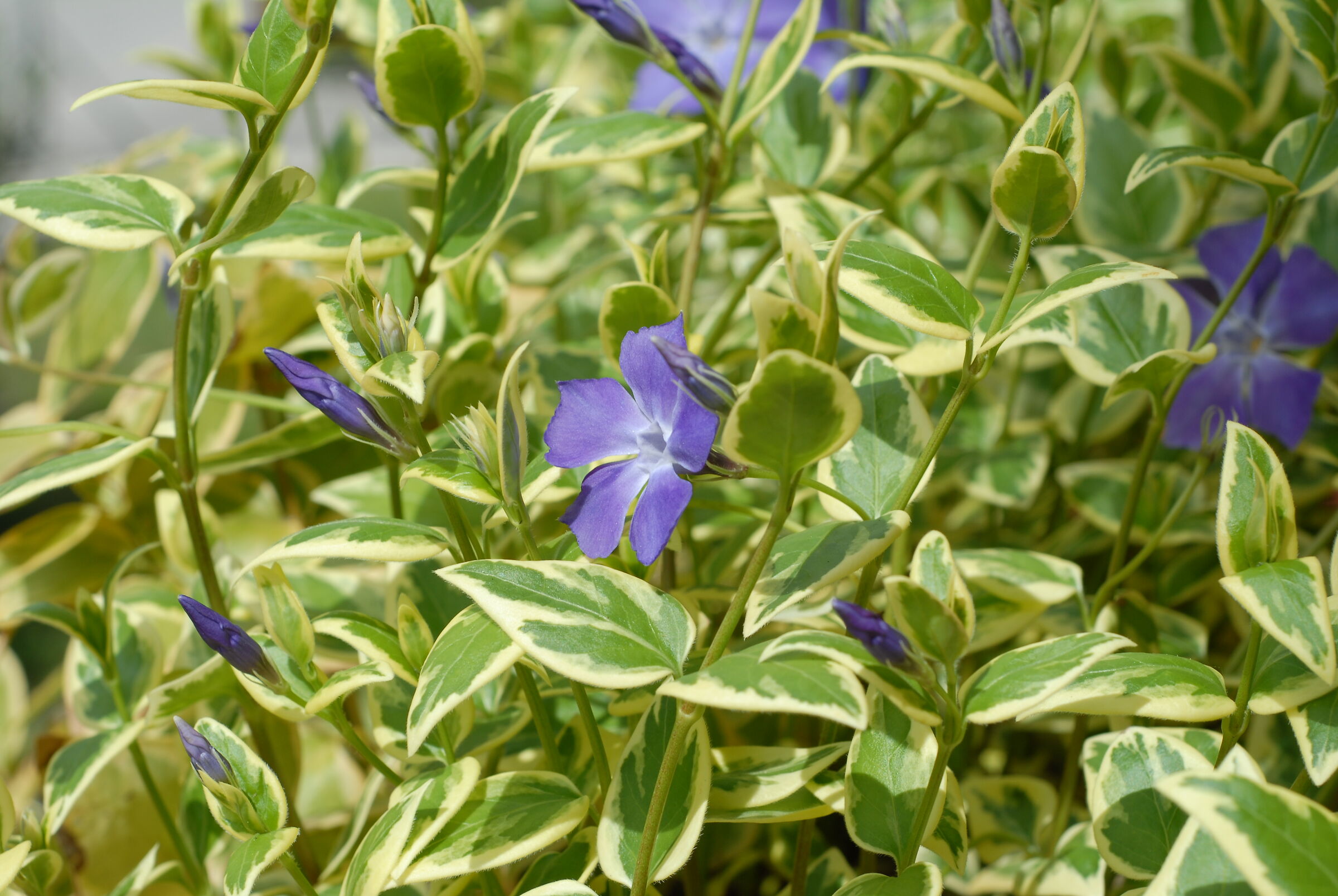 La pervinca del poggiolo