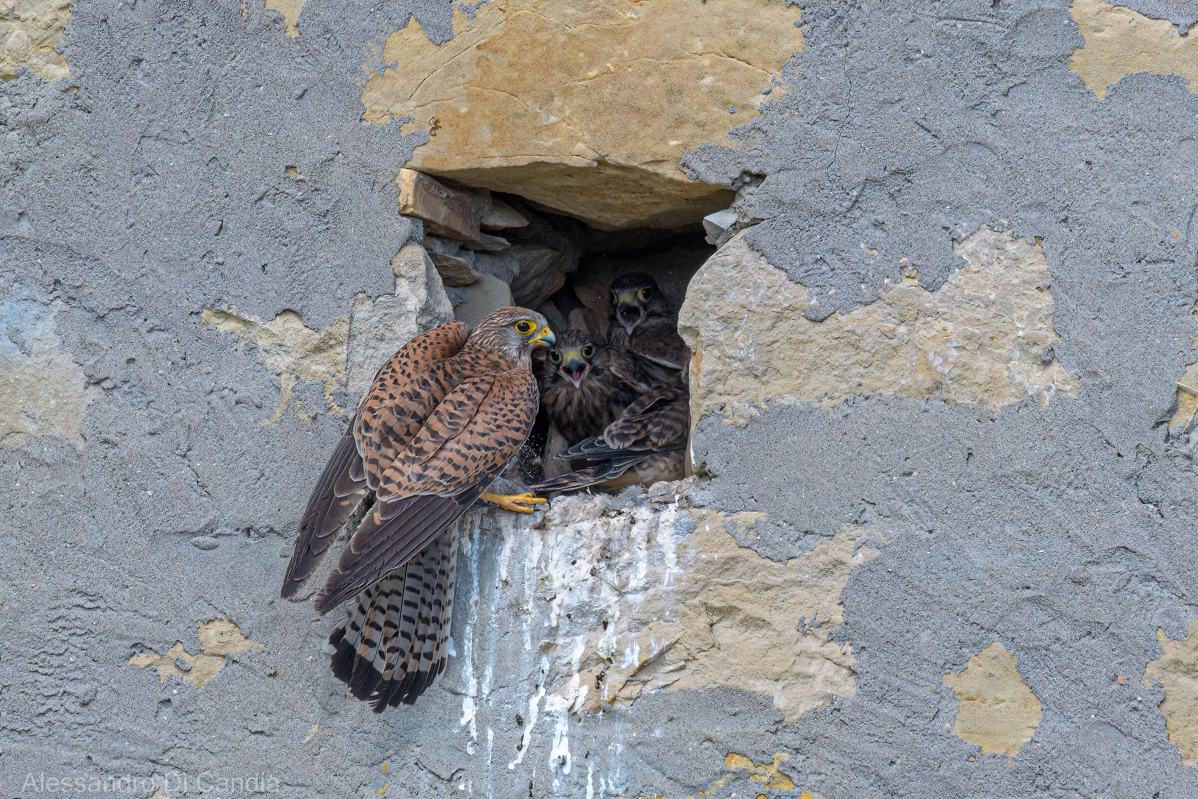 Il pranzo è servito