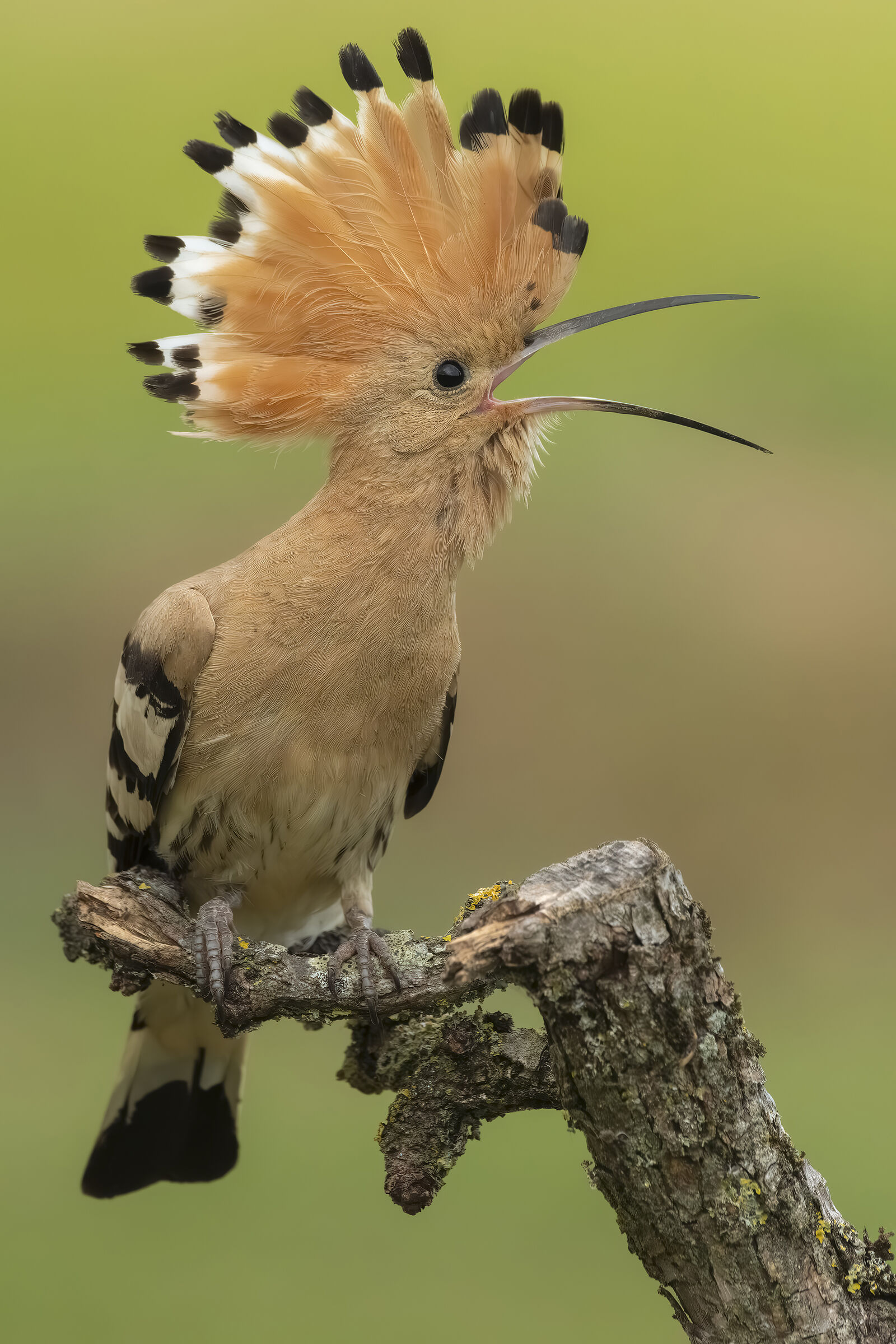Hoopoe
