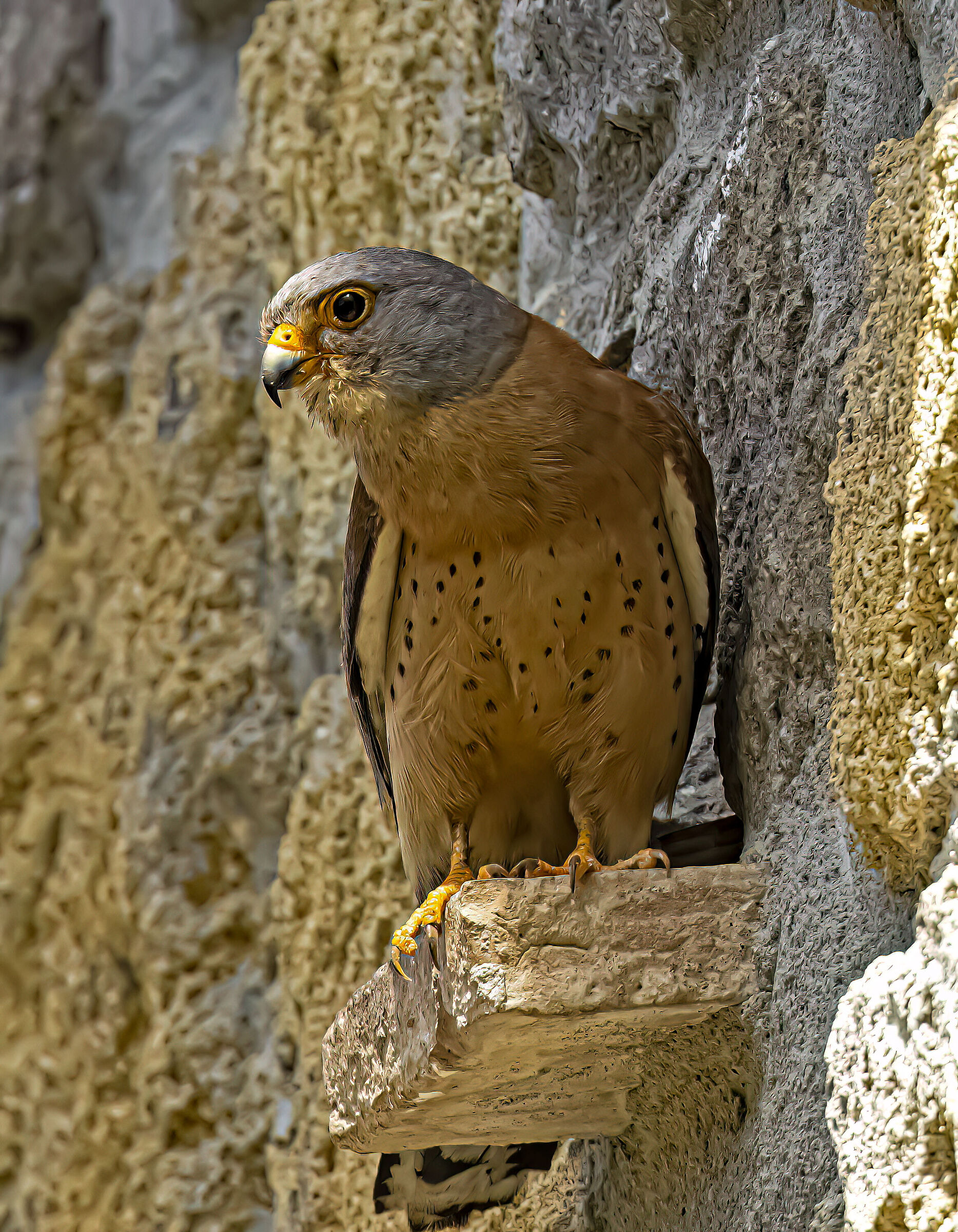 Grillaio al B&B Naumanni