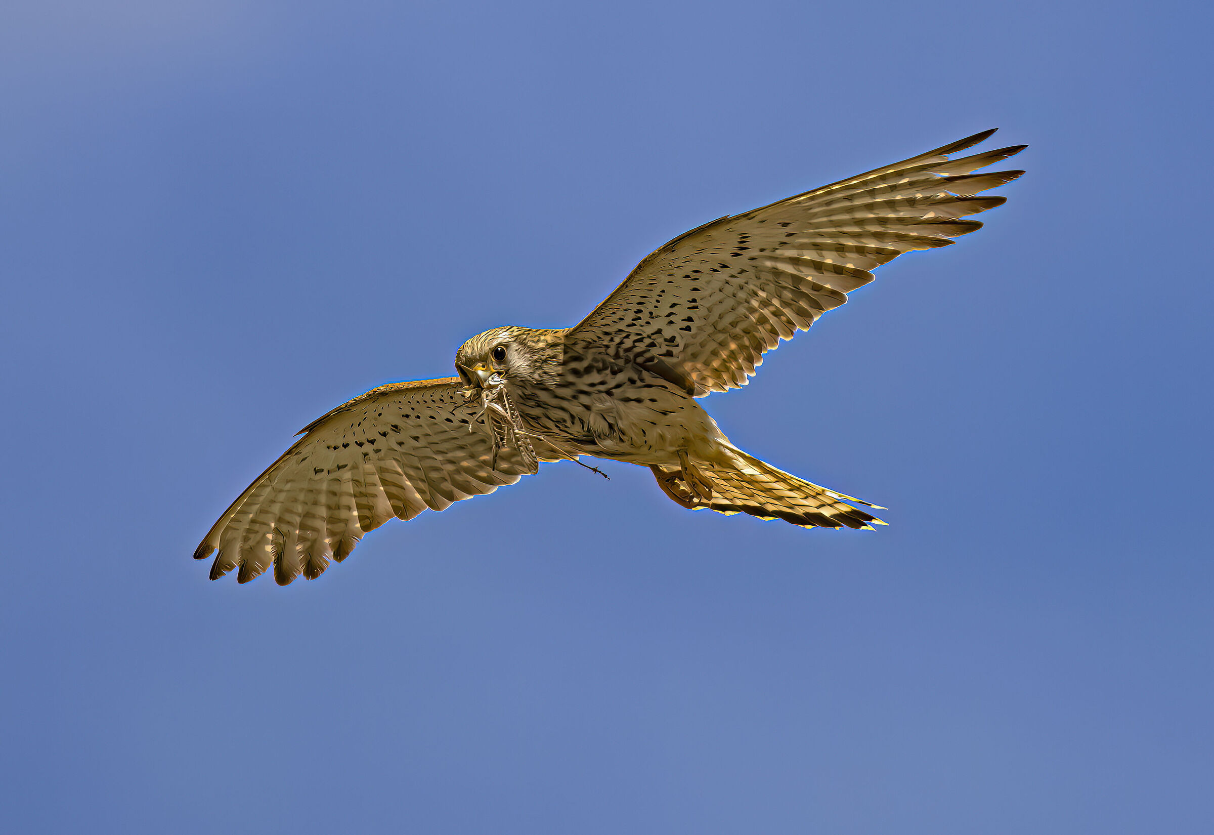 Grillaio al B&B Naumanni