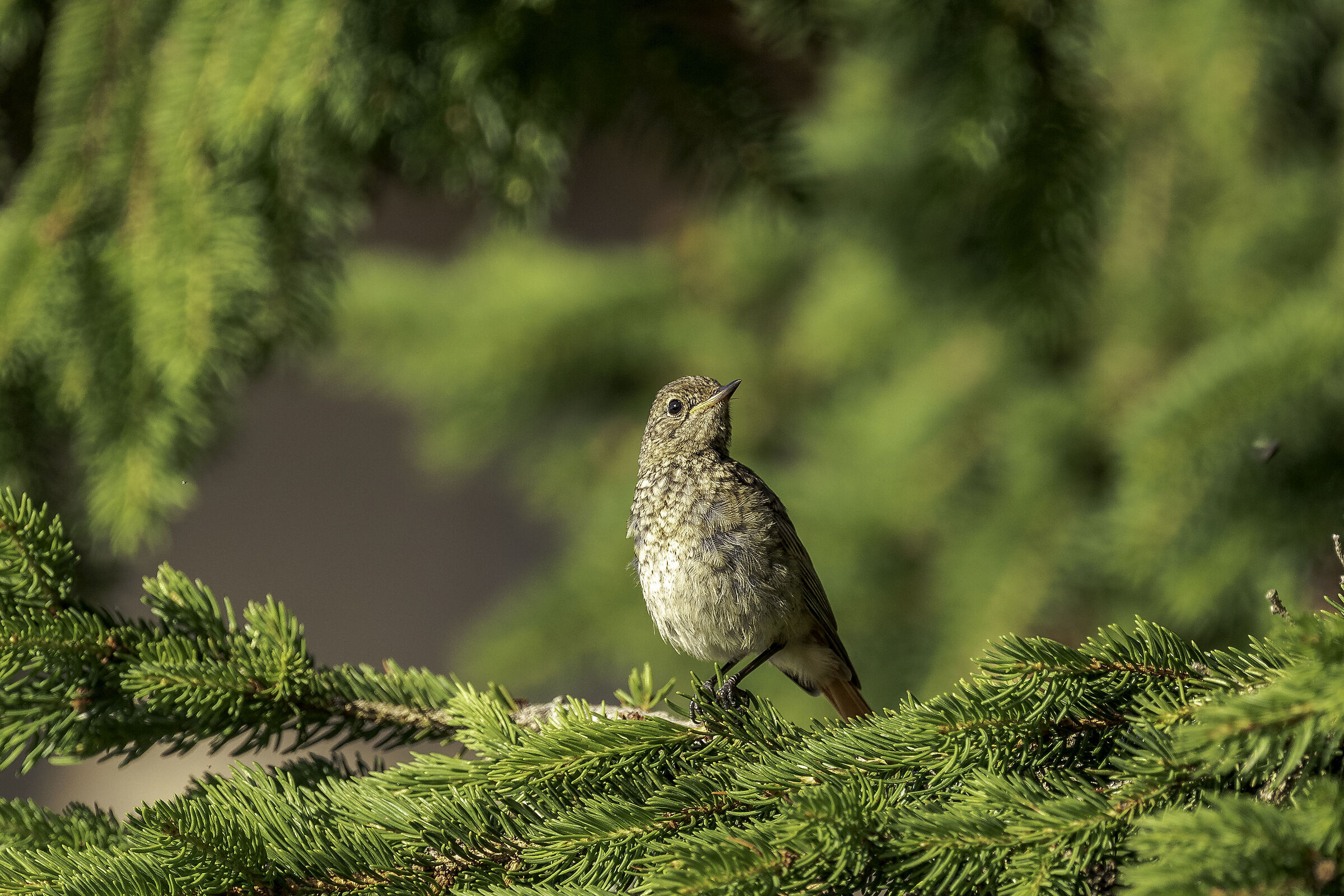 Redstart
