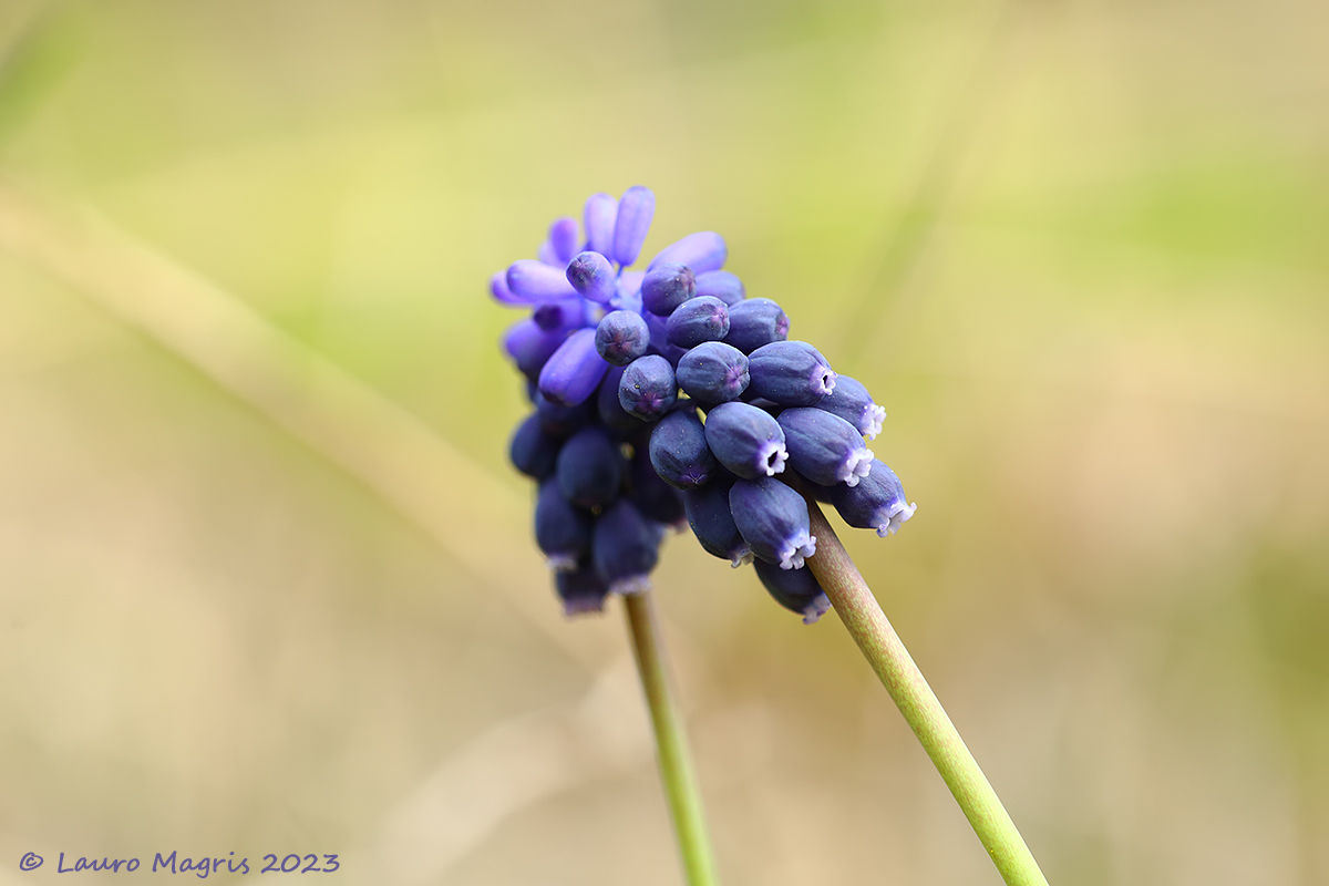 Muscari Neglectum