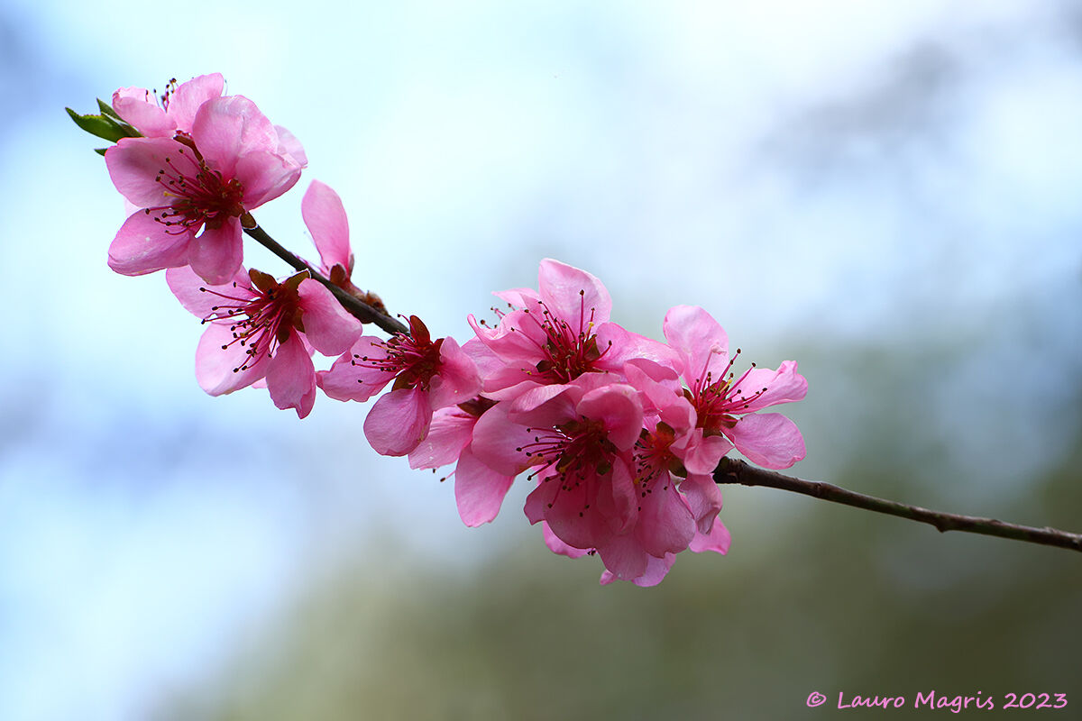 Fiore di pesco