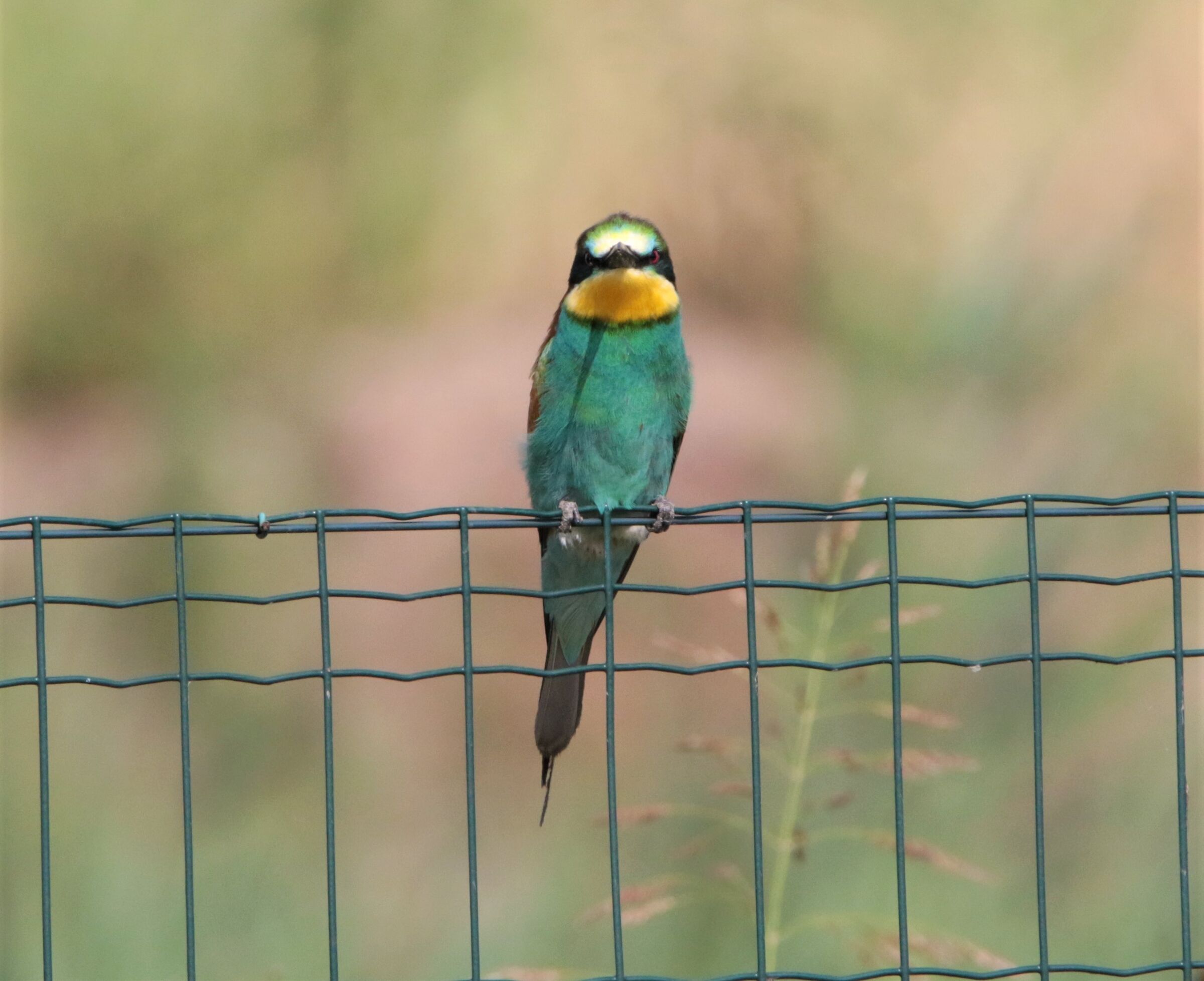 Front bee-eater