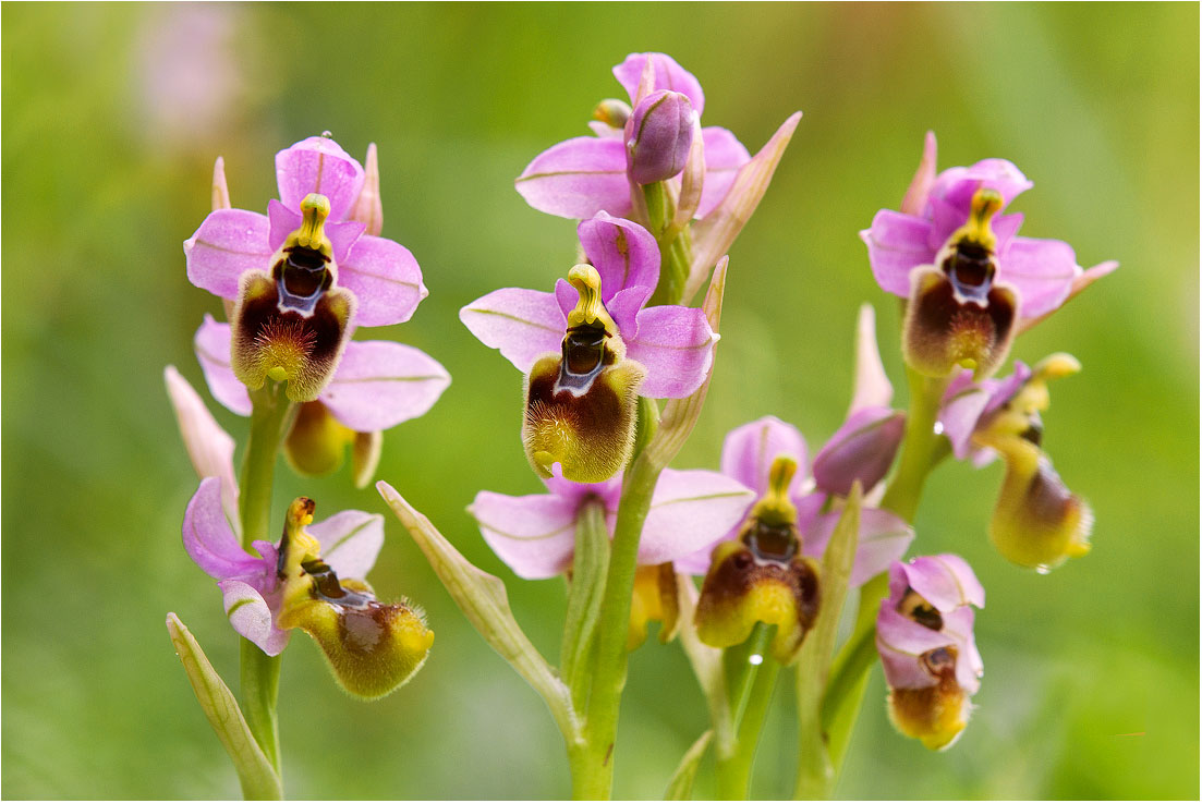 Ophrys tenthredinifera
