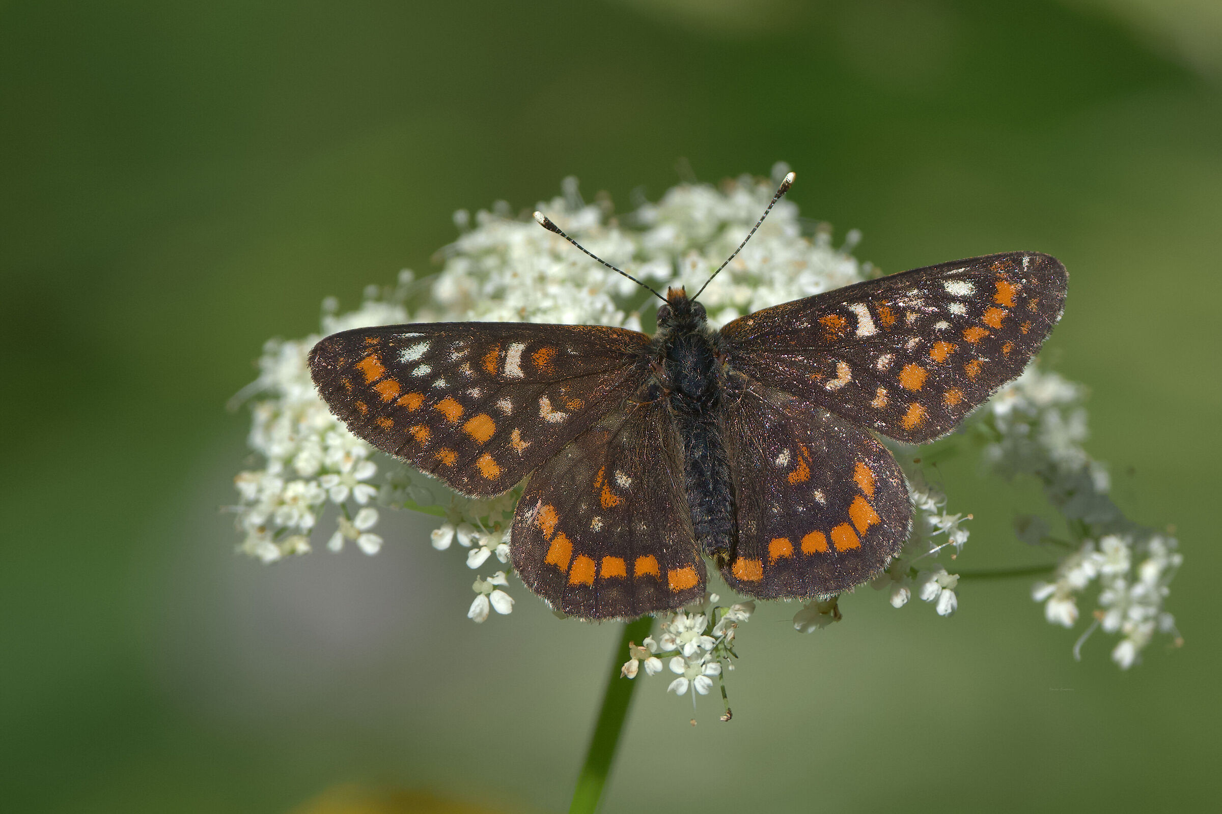 Euphydryas maturna