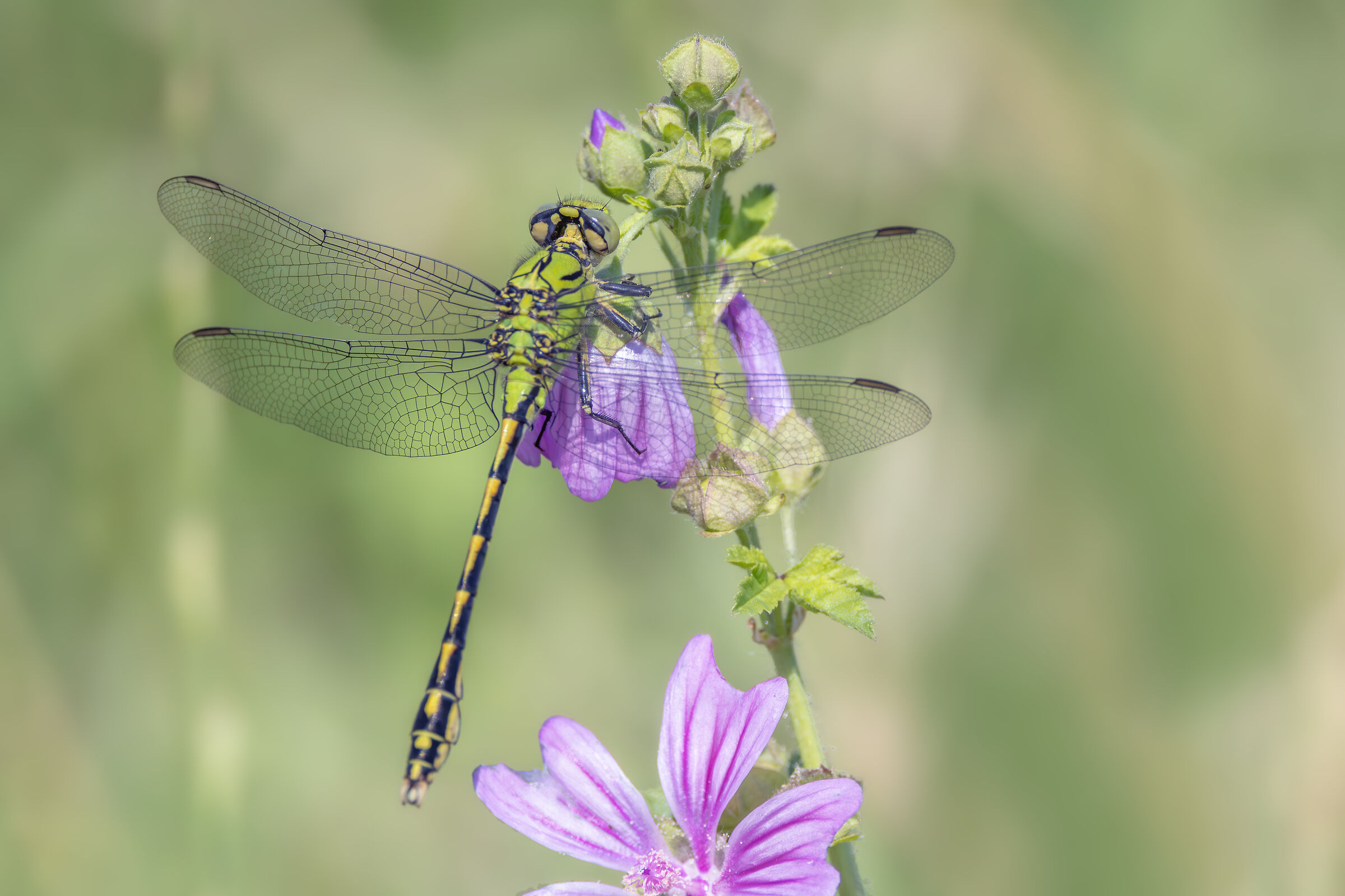 Ophiogomphus cecilia