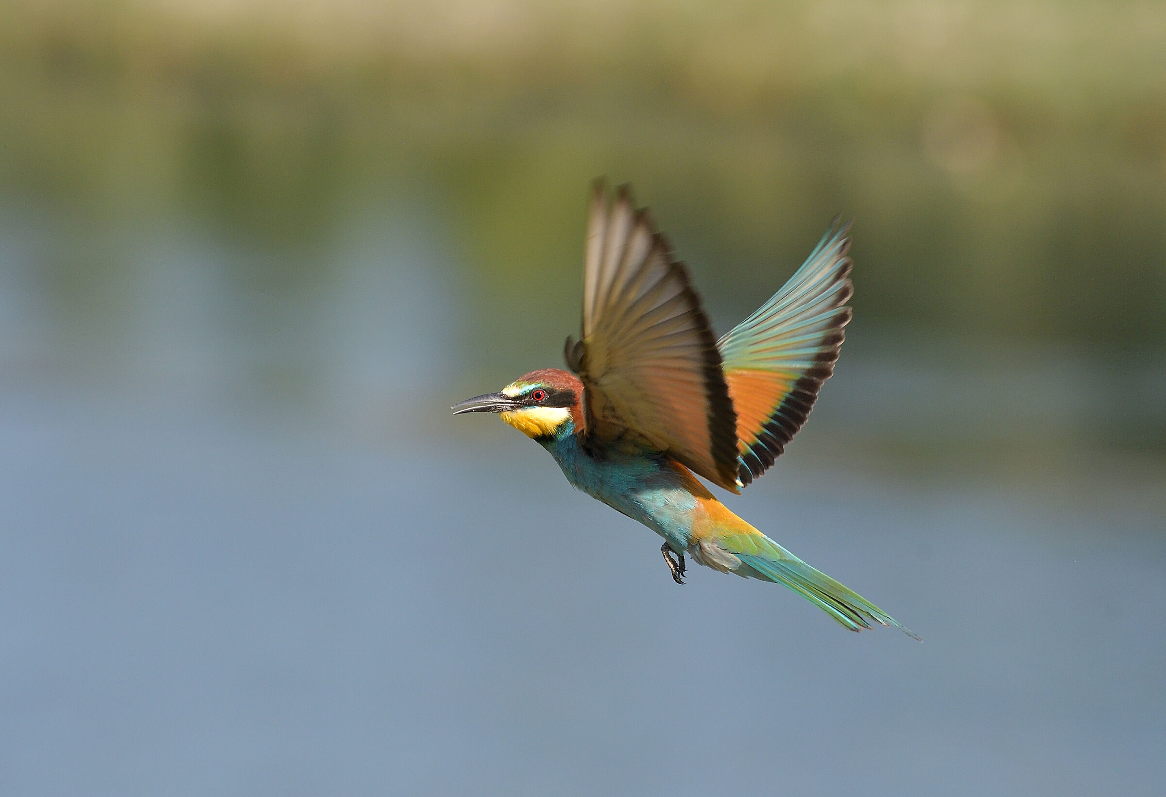 A feathered butterfly..