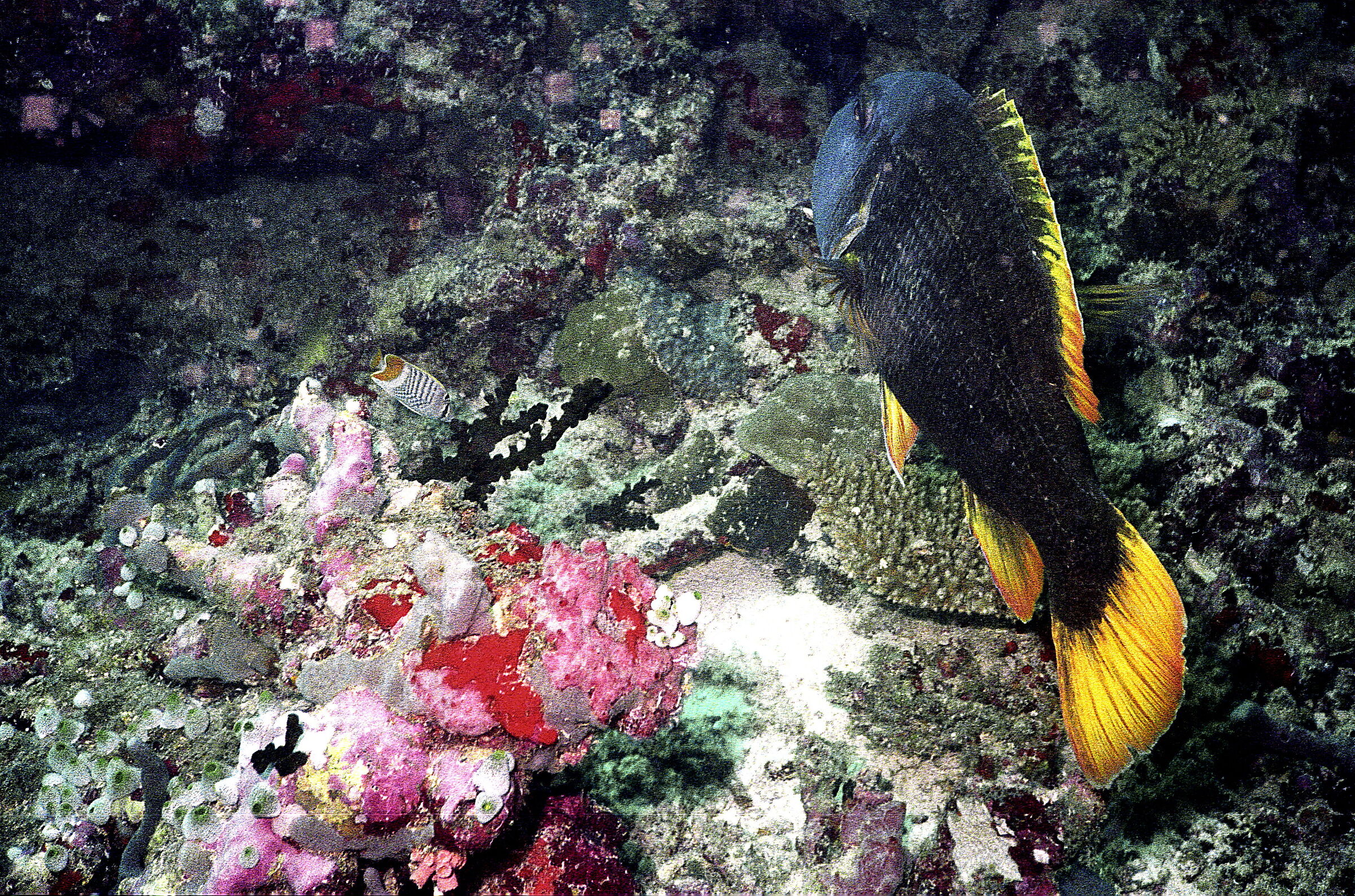 Maldives P Guinea fowl (Cheilinus)