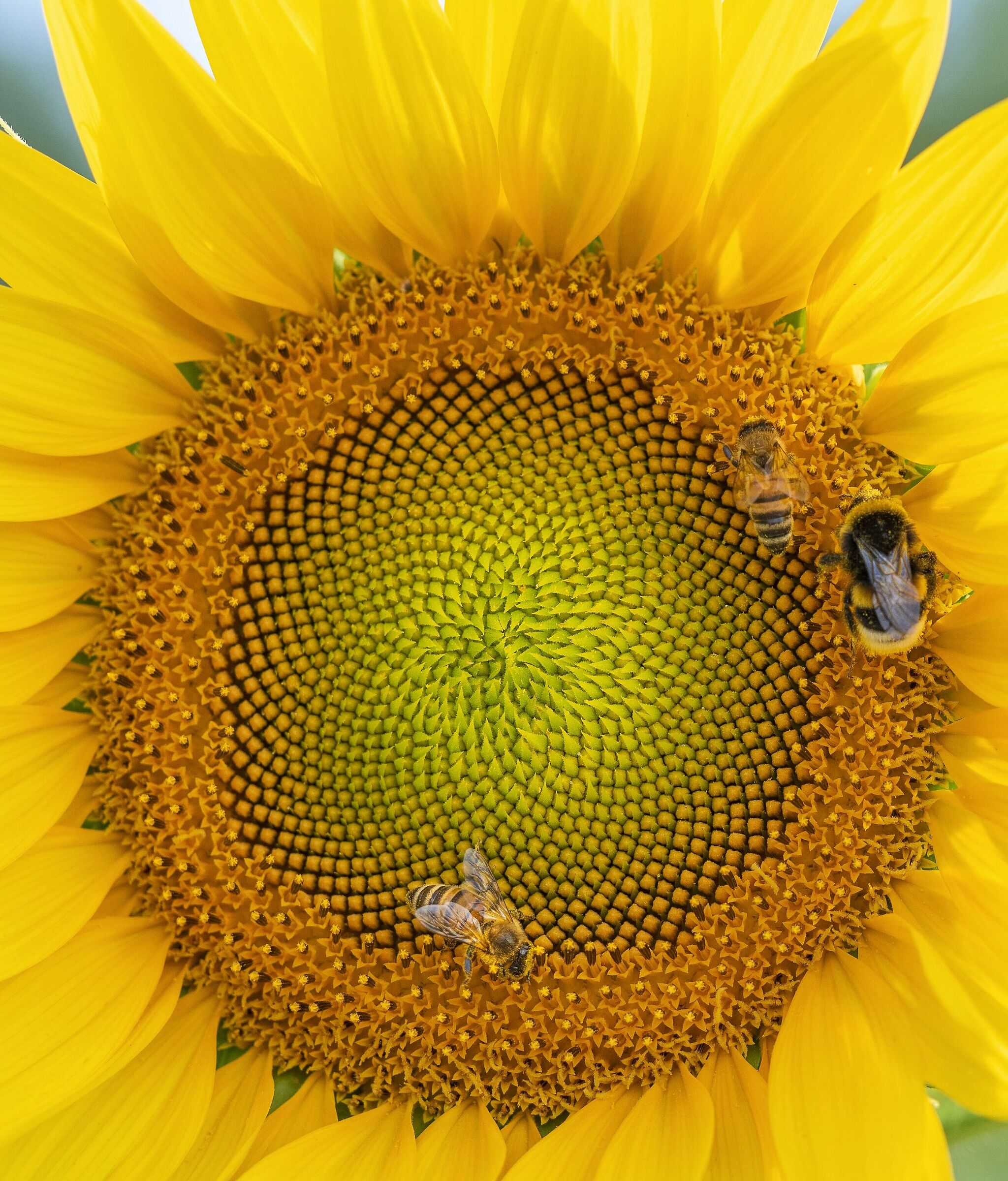 Crowded sunflower.....