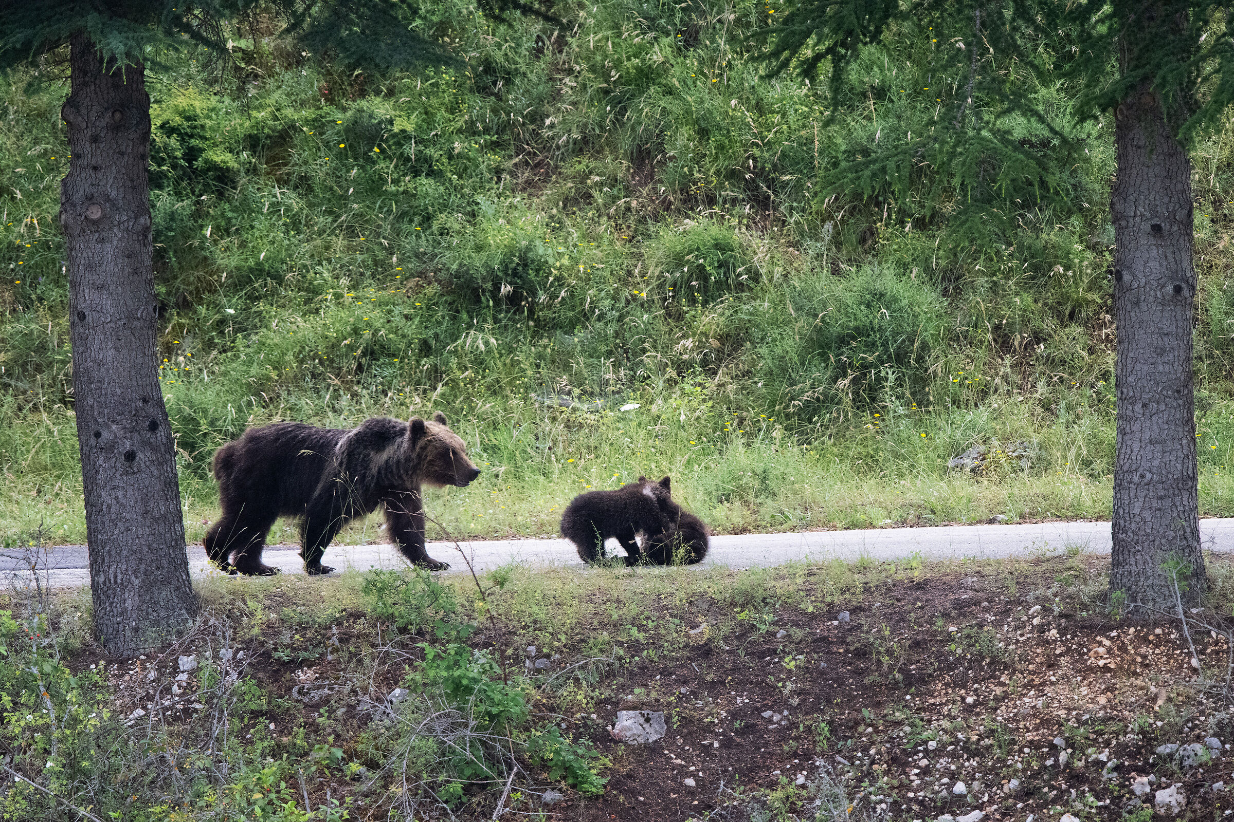 Passeggiando per la strda che porta in paese...