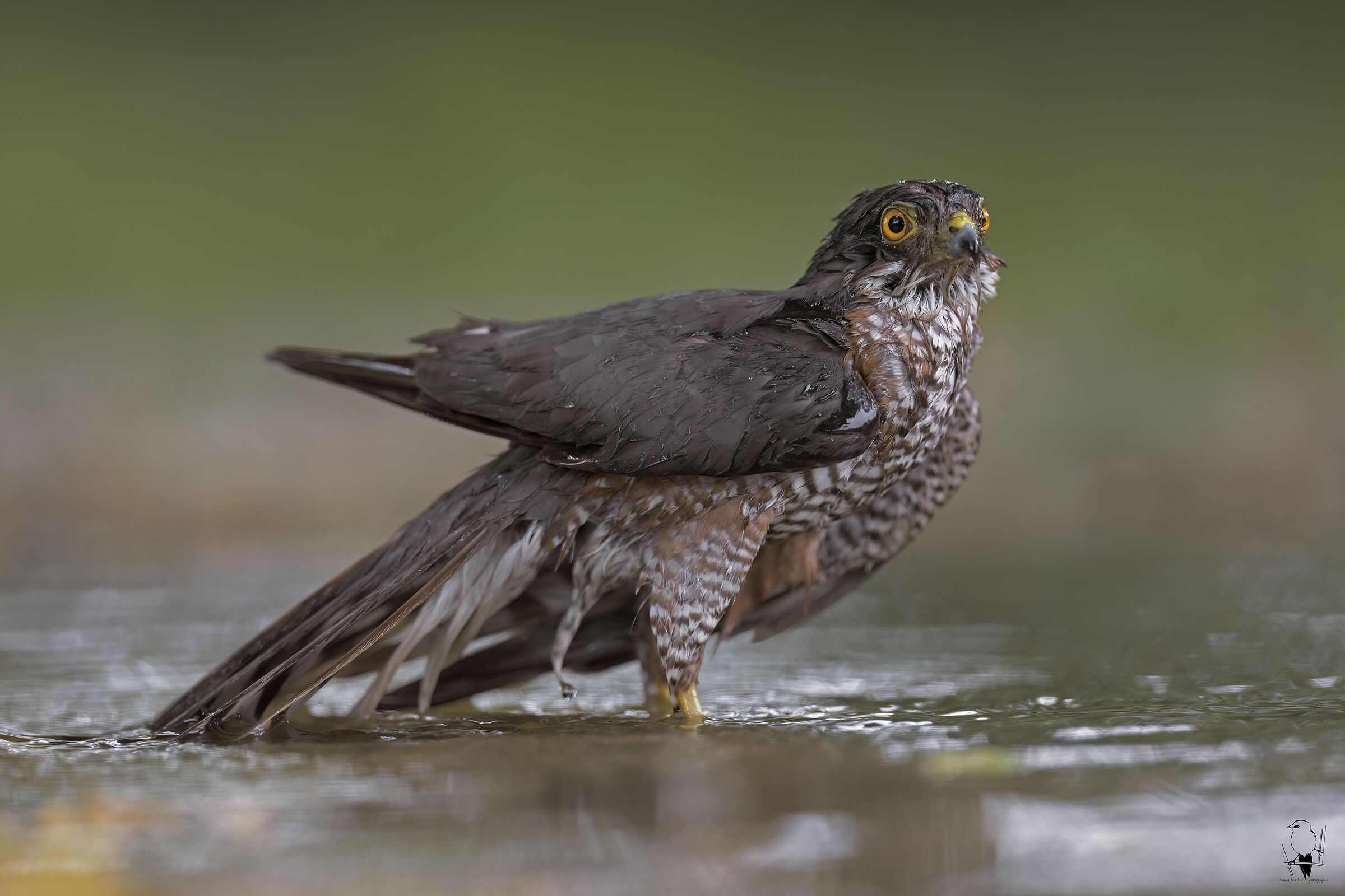 MALE SPARROW HAWK