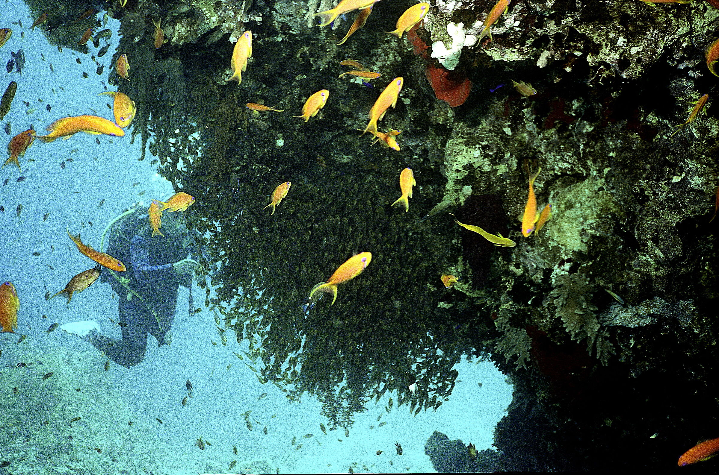 Red Sea Sweepers (Parapriacanthus sp)