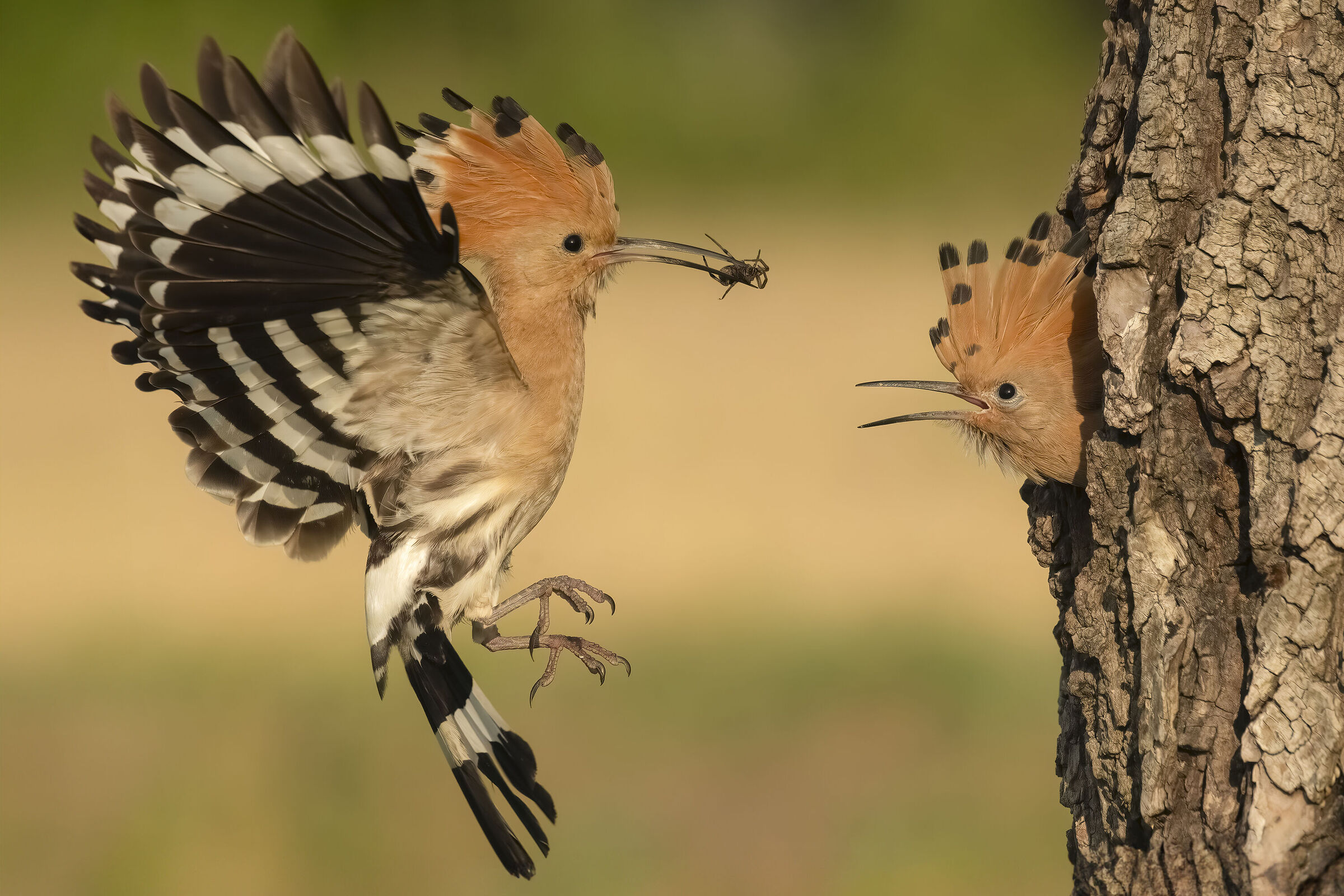Hoopoe