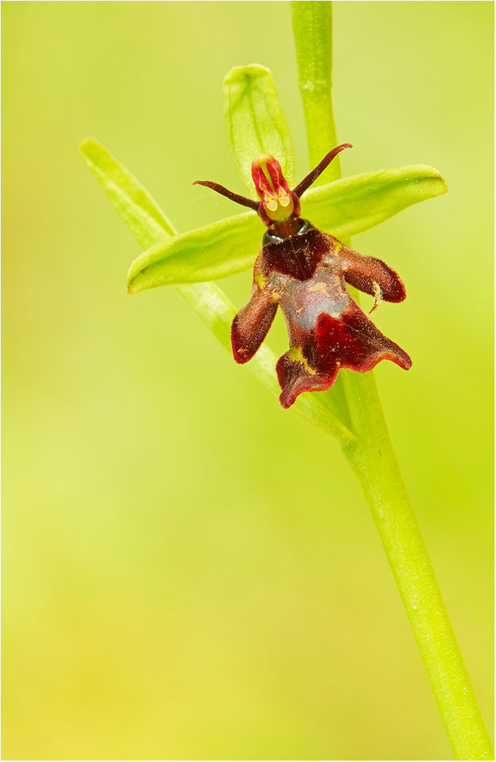 Ophrys insectifera