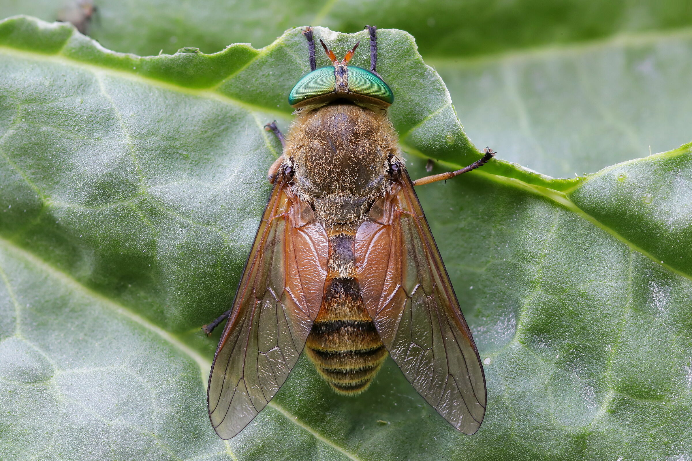 Philipomyia sp. z o.o.