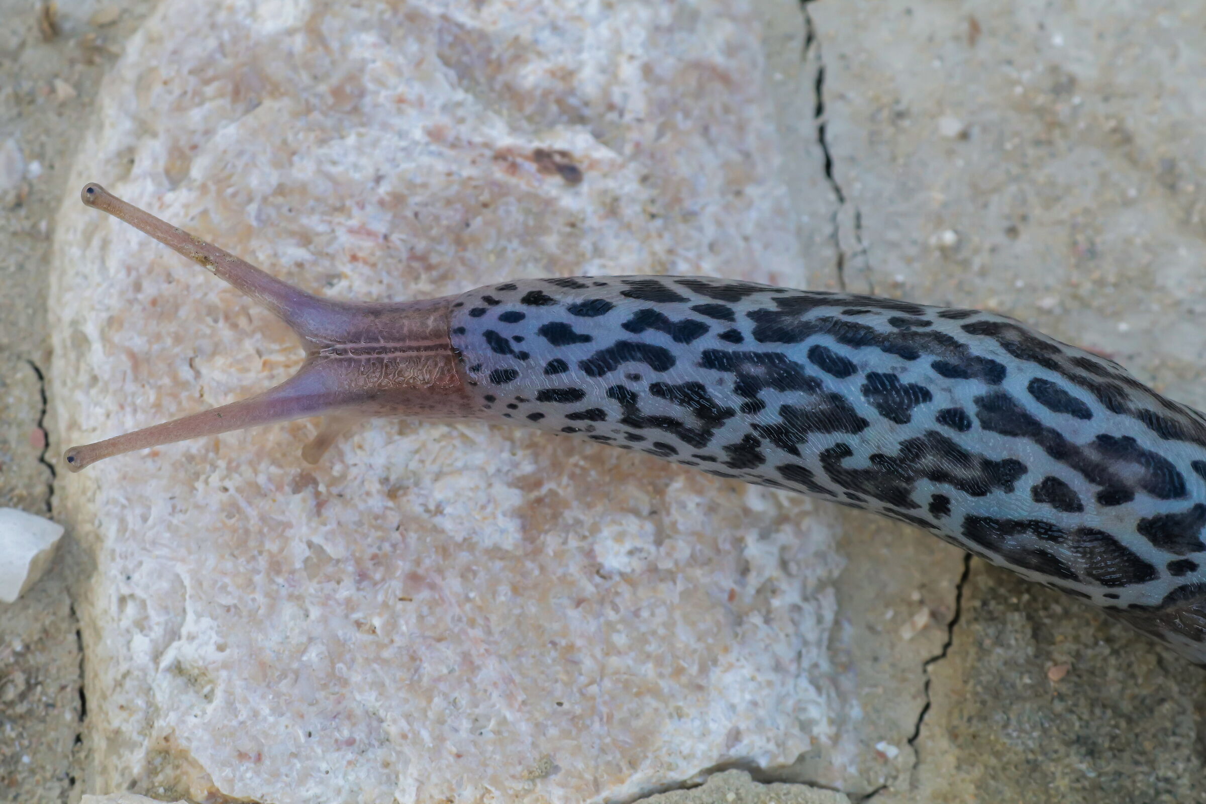 Limax Maximus... Decimus Meridius