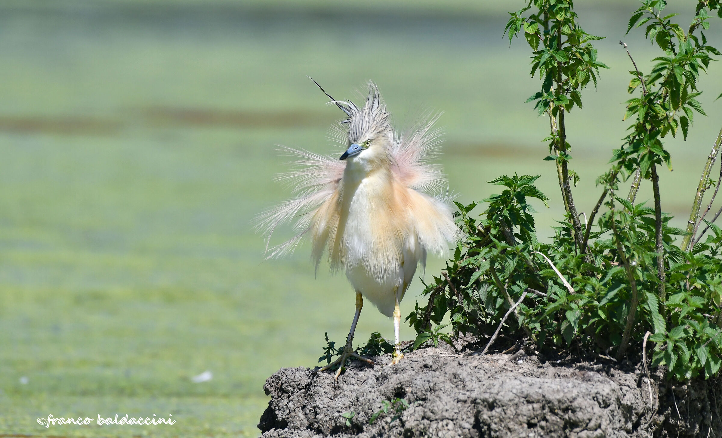 Squacco heron