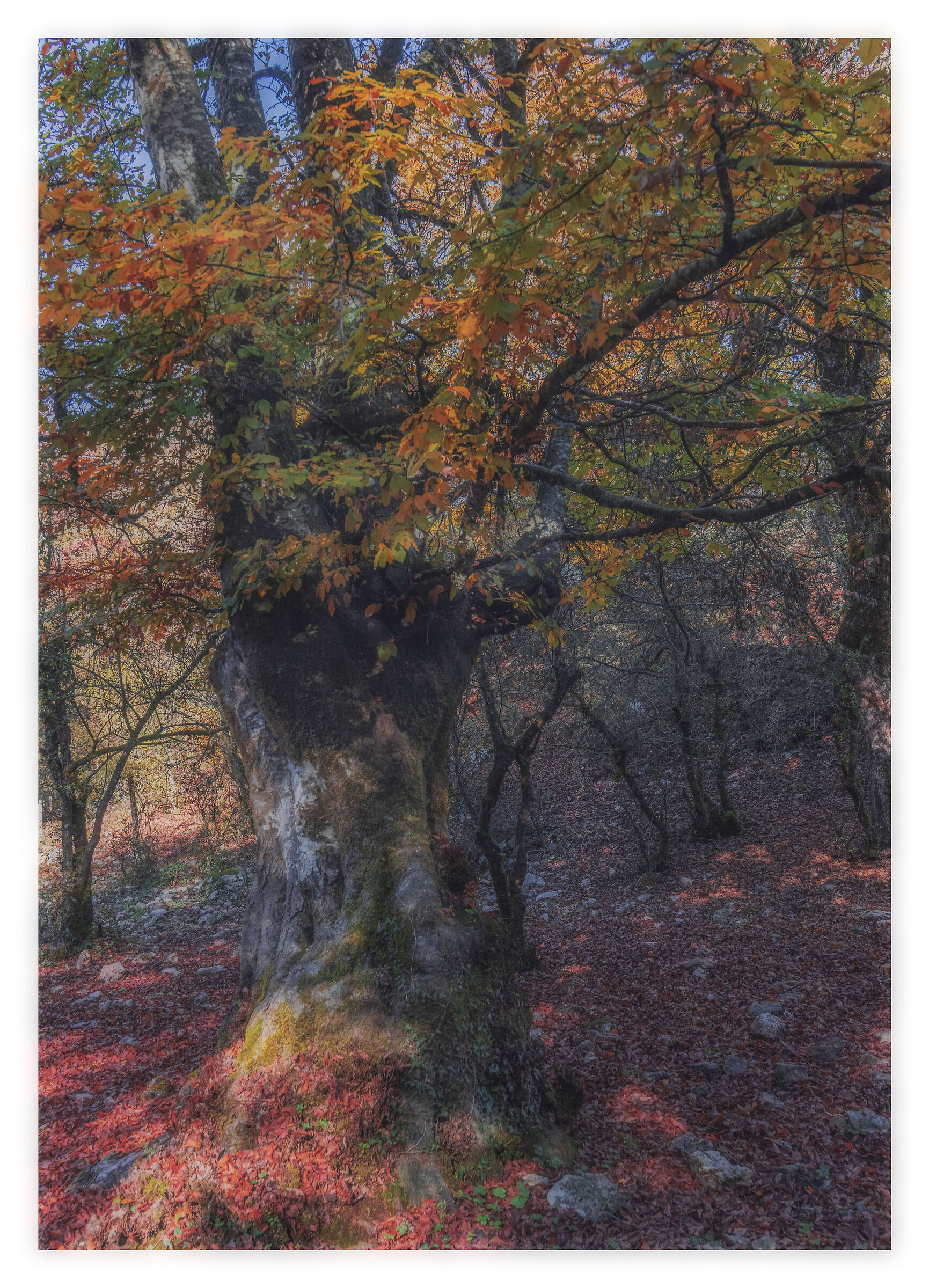 Increasingly intricate