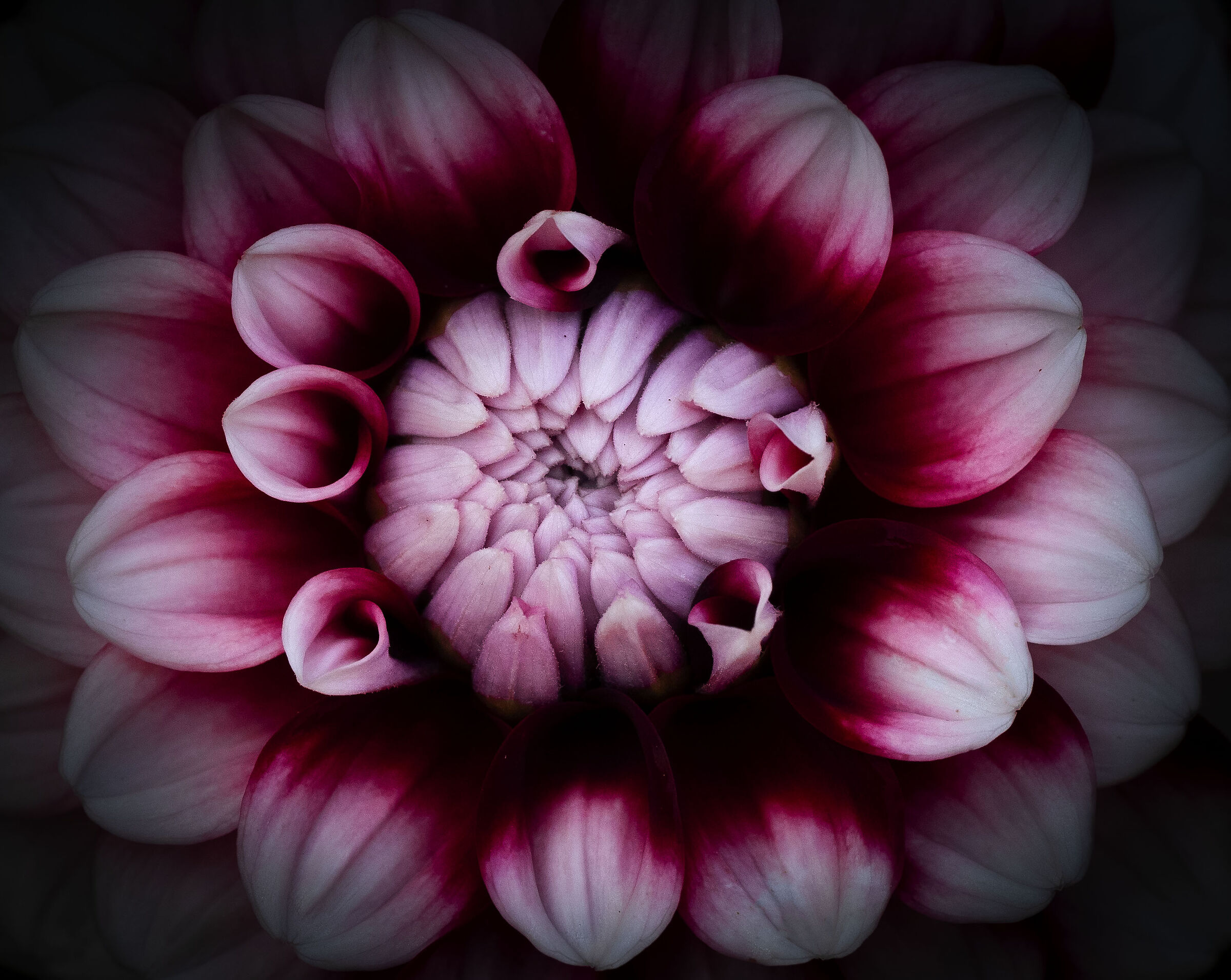 DAHLIA 2