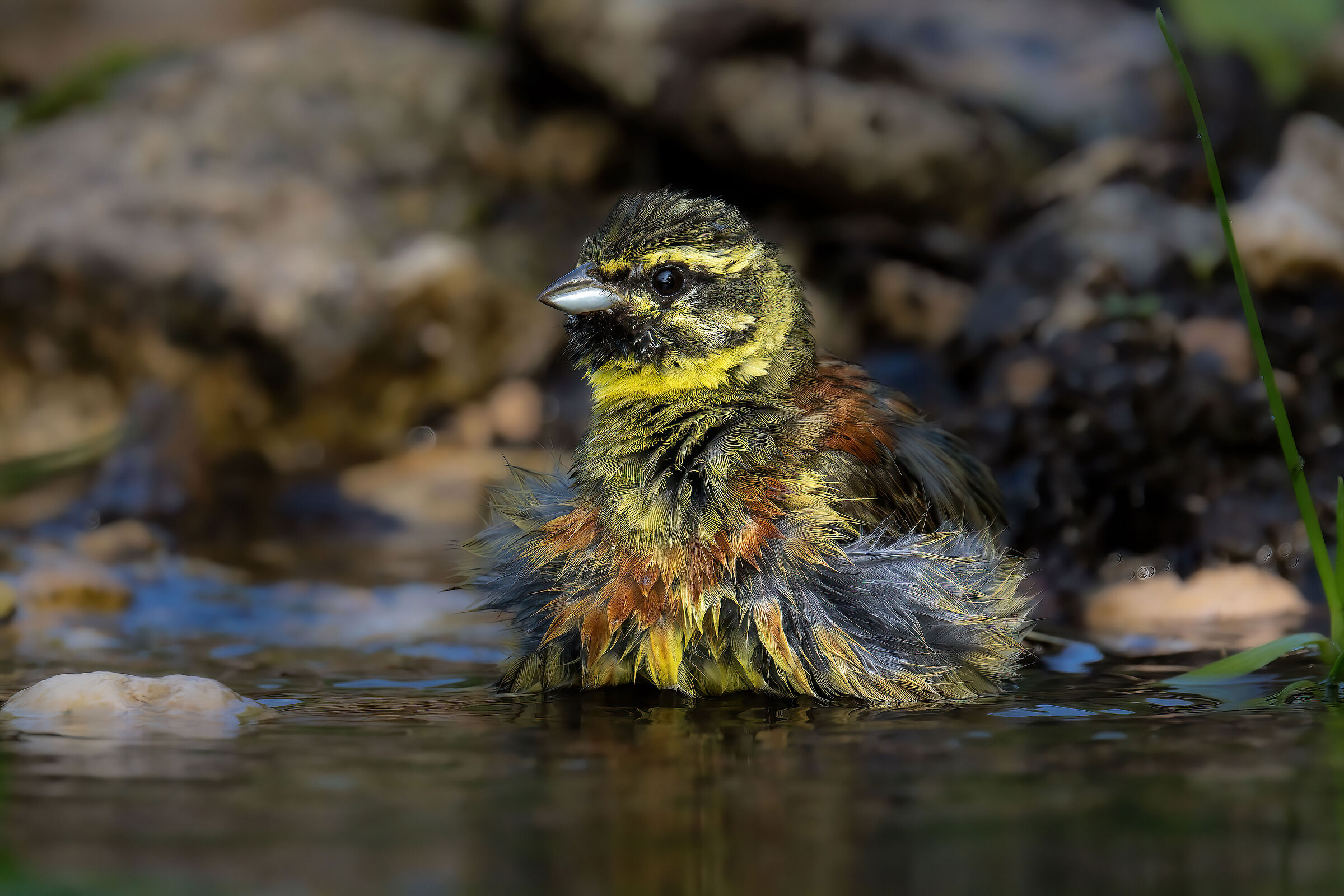 Cirl bunting
