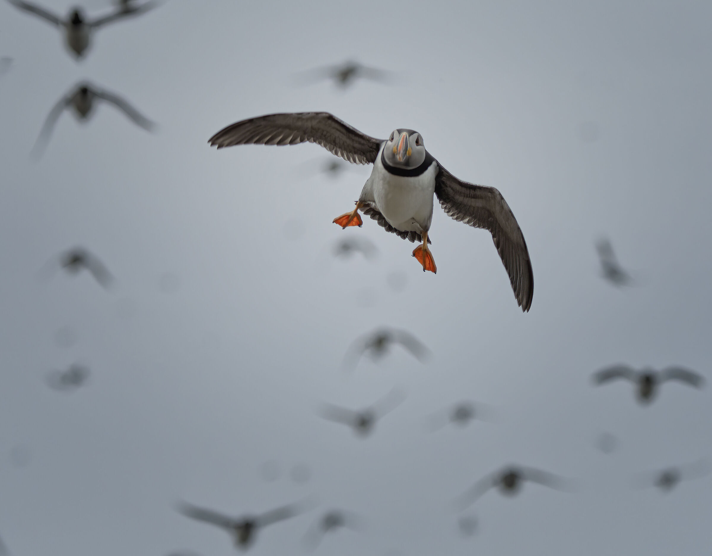 Pulcinella di Mare in Volo