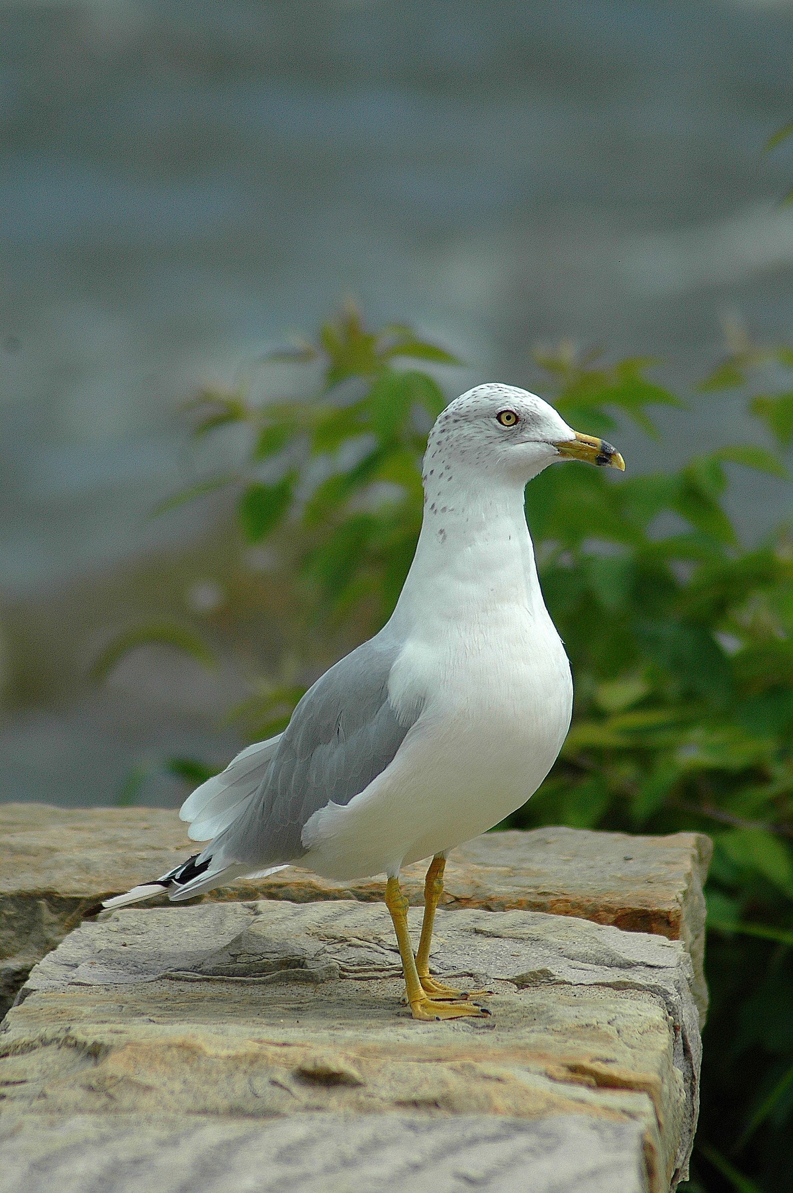 Modelling seagull