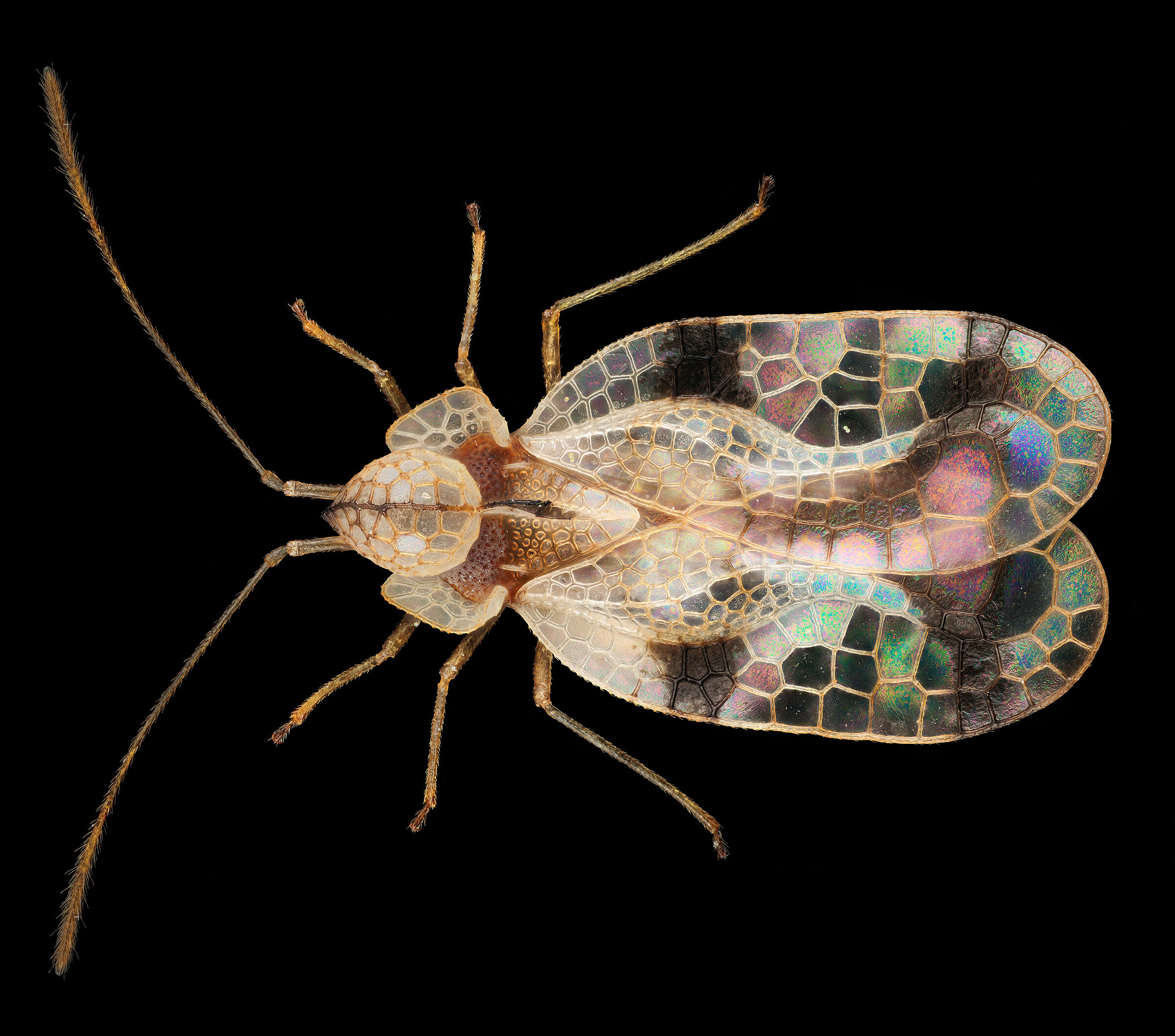 Stephanitis pyrioides