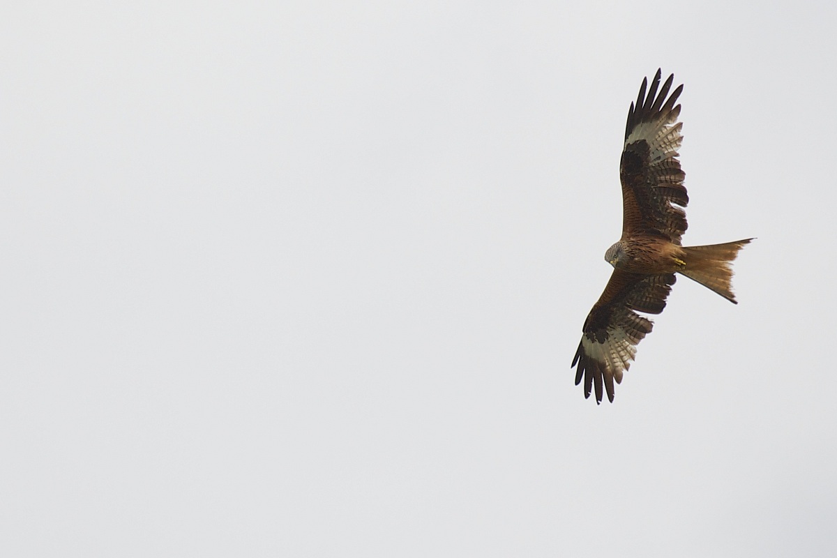 Red Kite