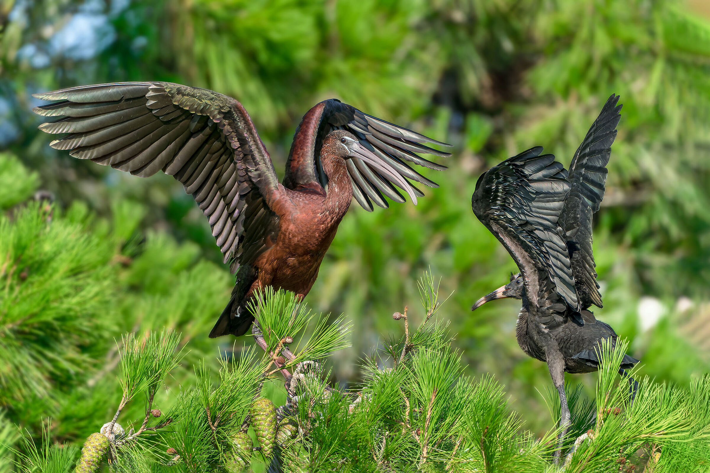 Glossy ibis