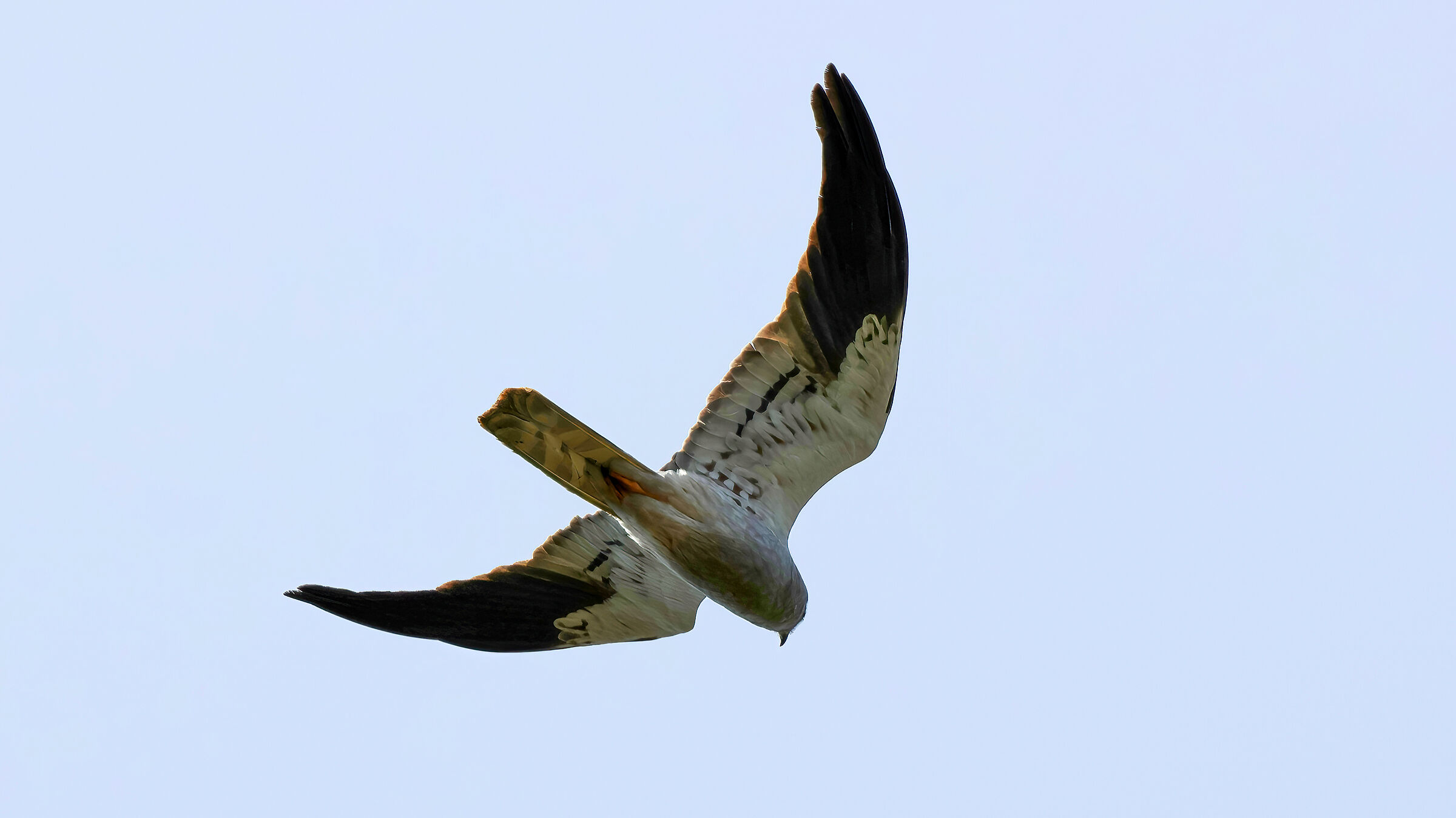 Albanella minore maschio