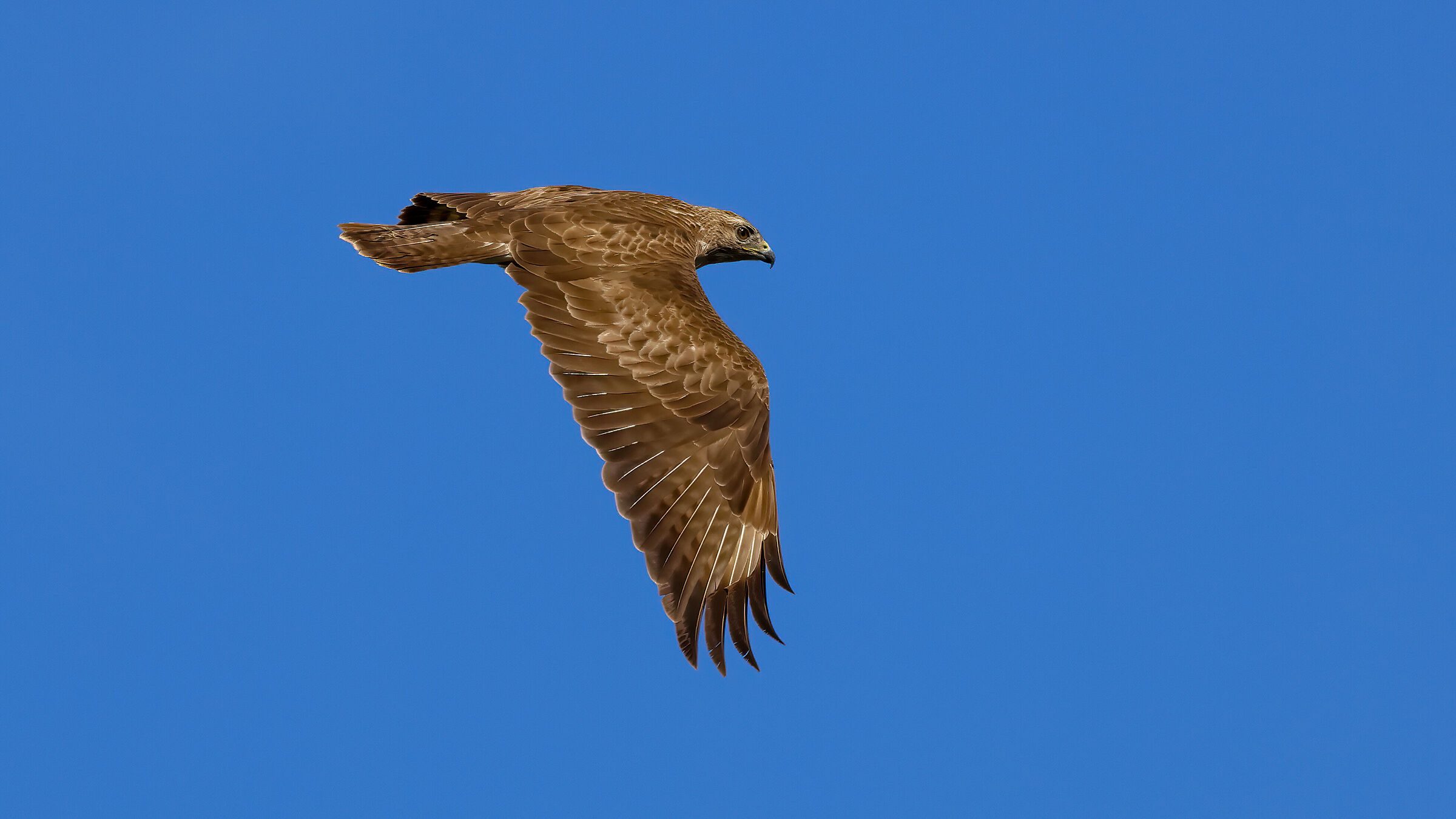 Buzzard