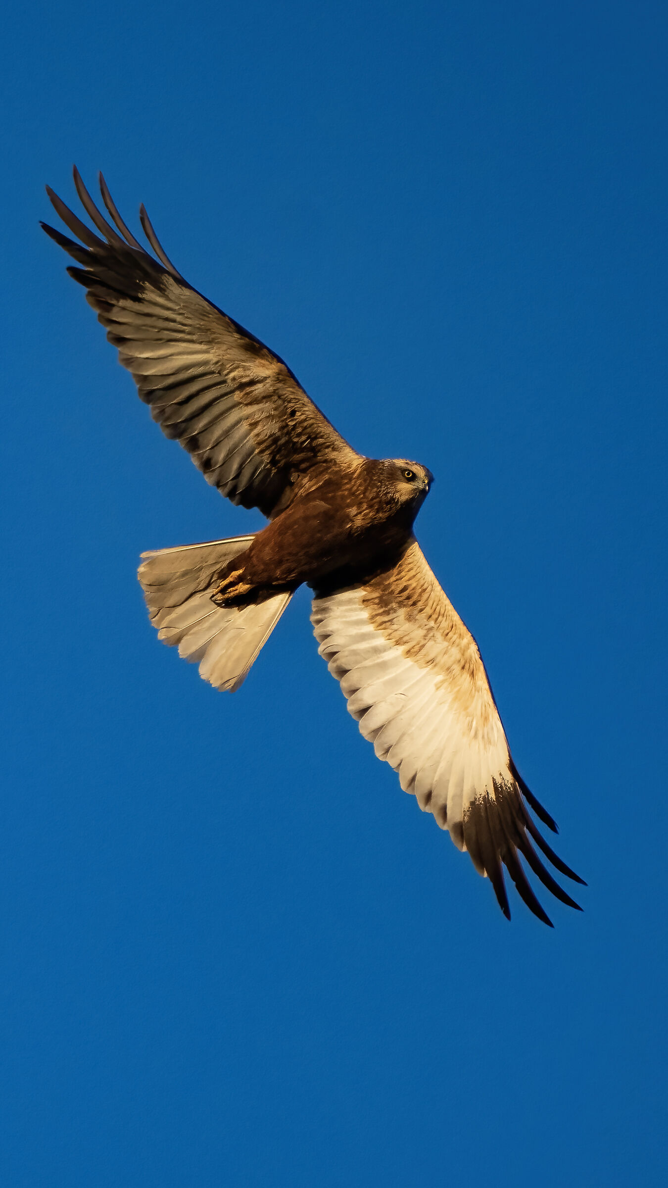 Falco di palude femmina