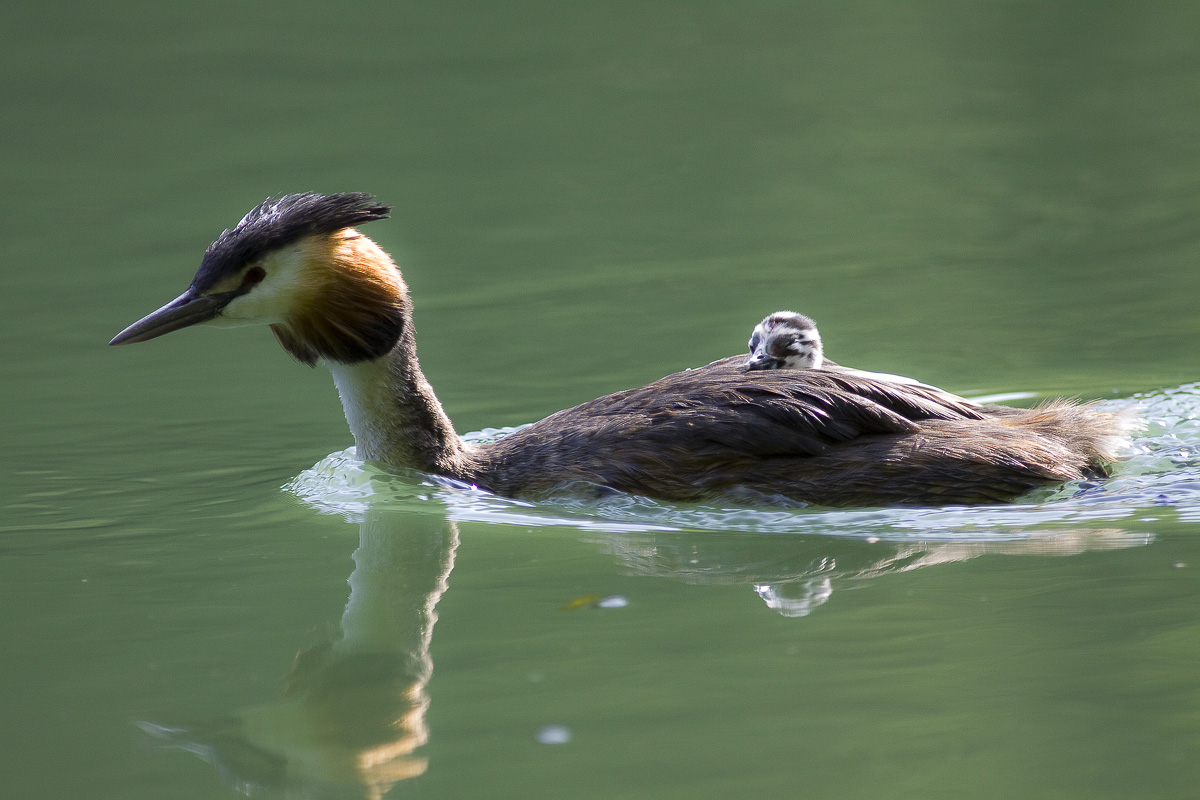 un pargolo come i nostri,