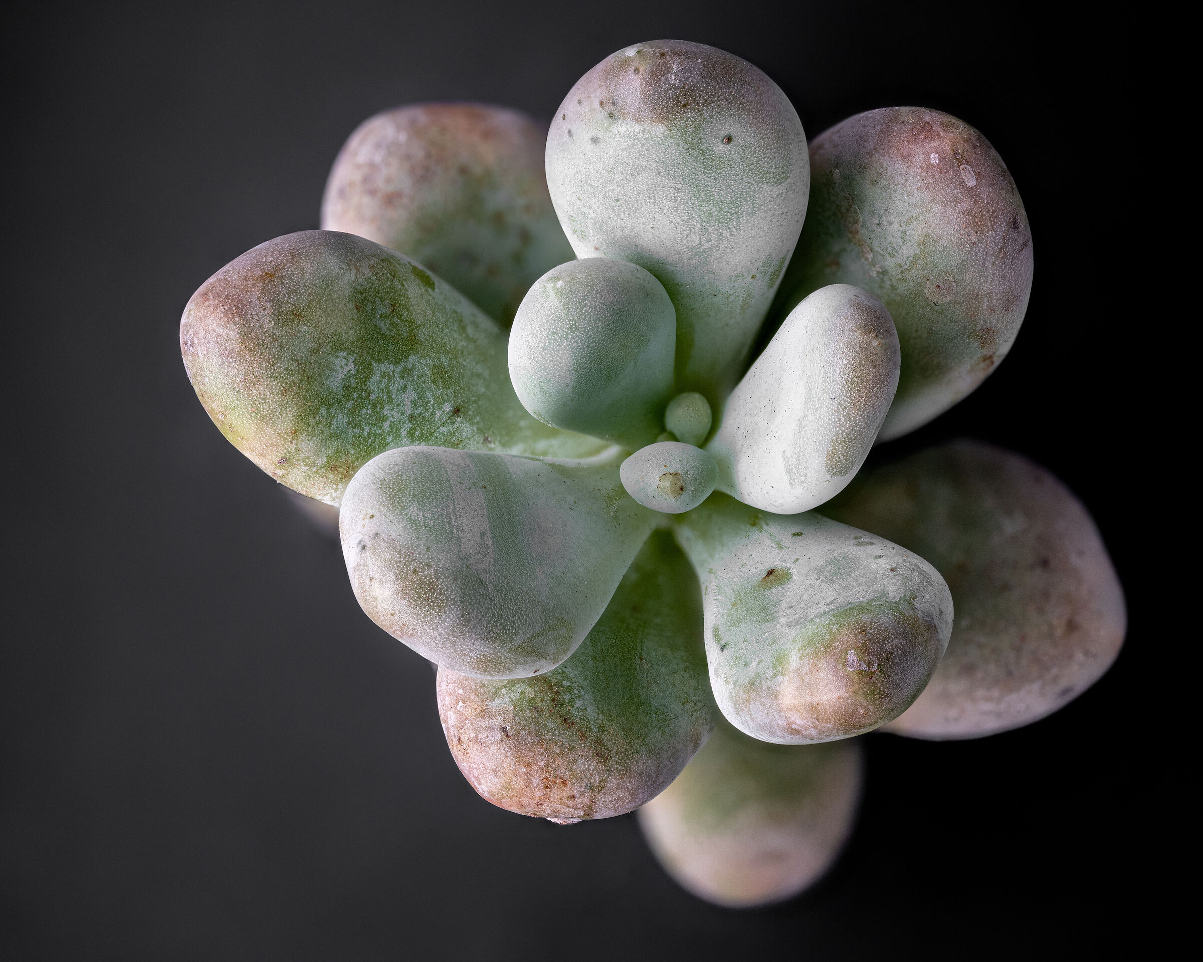 Pachyphytum oviferum