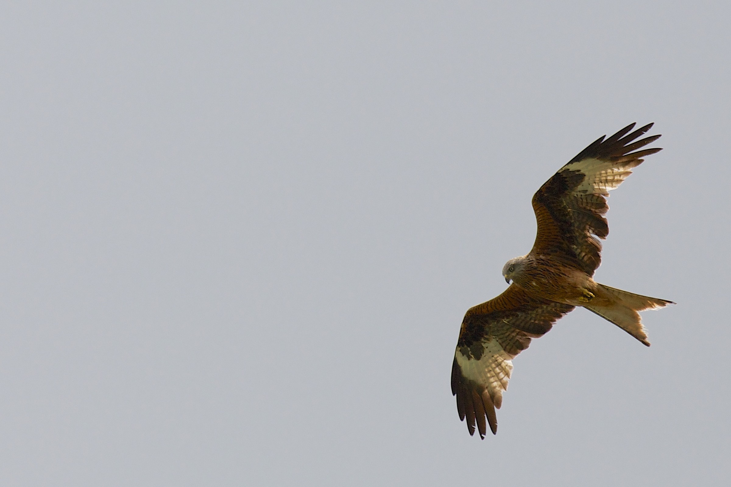 Red Kite