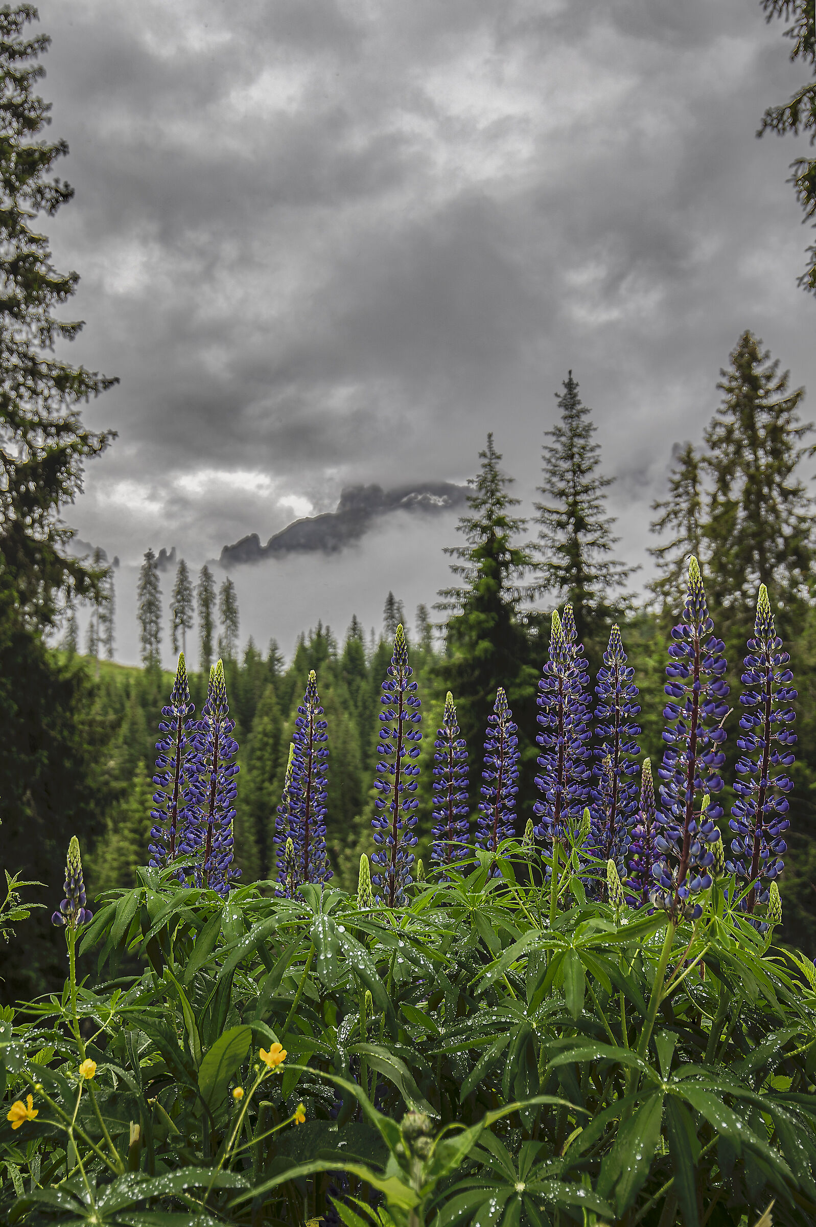 Blue lupine