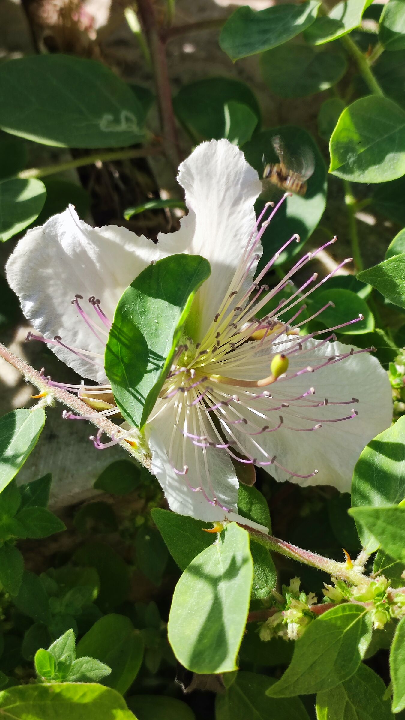 Fiore di cappero