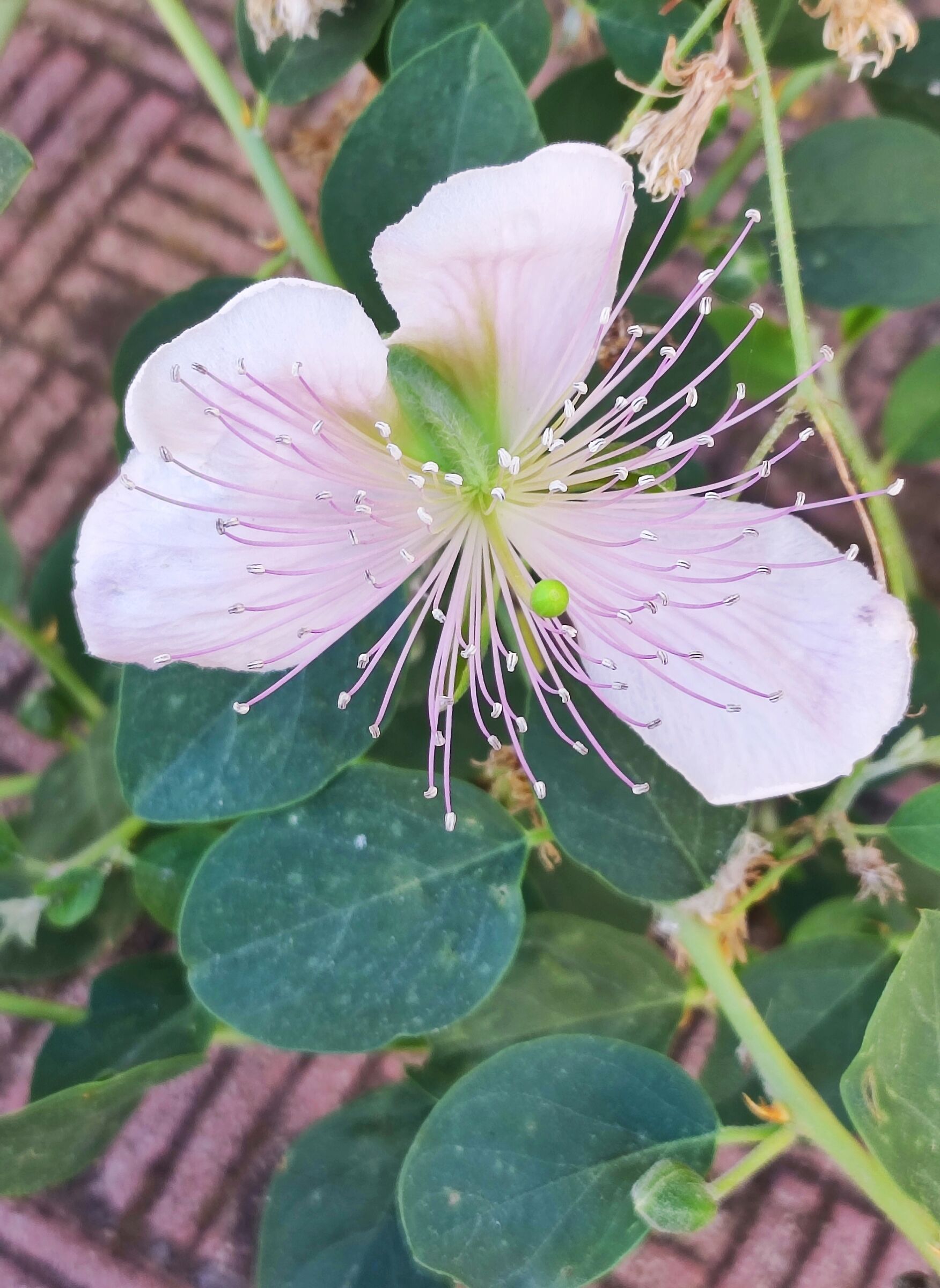 Cappero in fiore 1