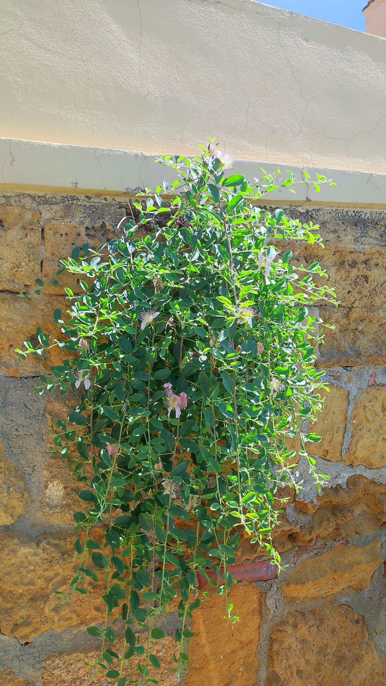 Caper in bloom