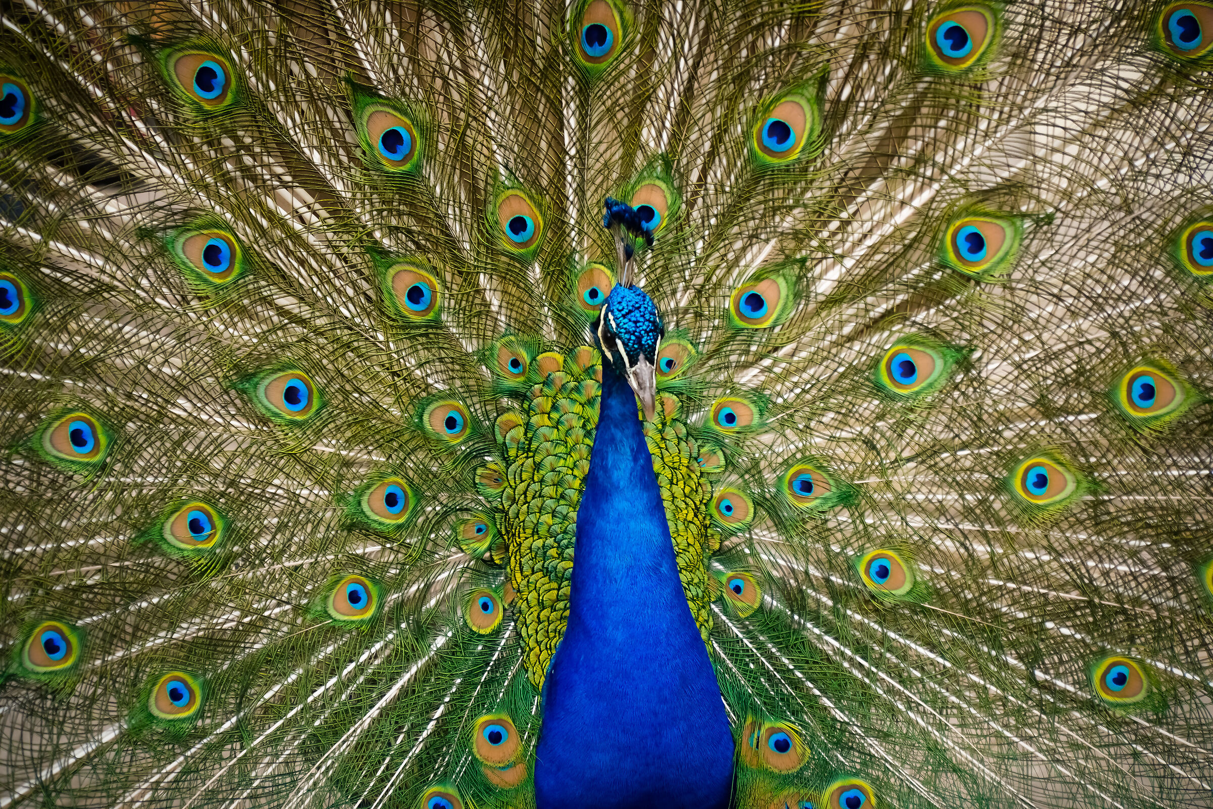 Peacock