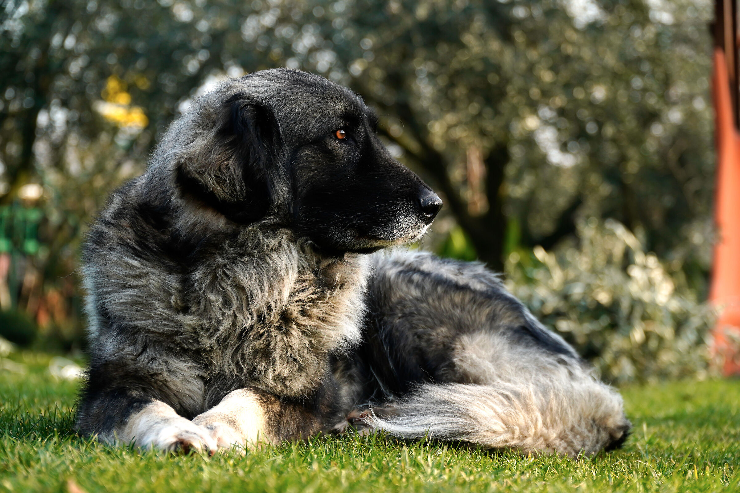 Maya, Maremma shepherd